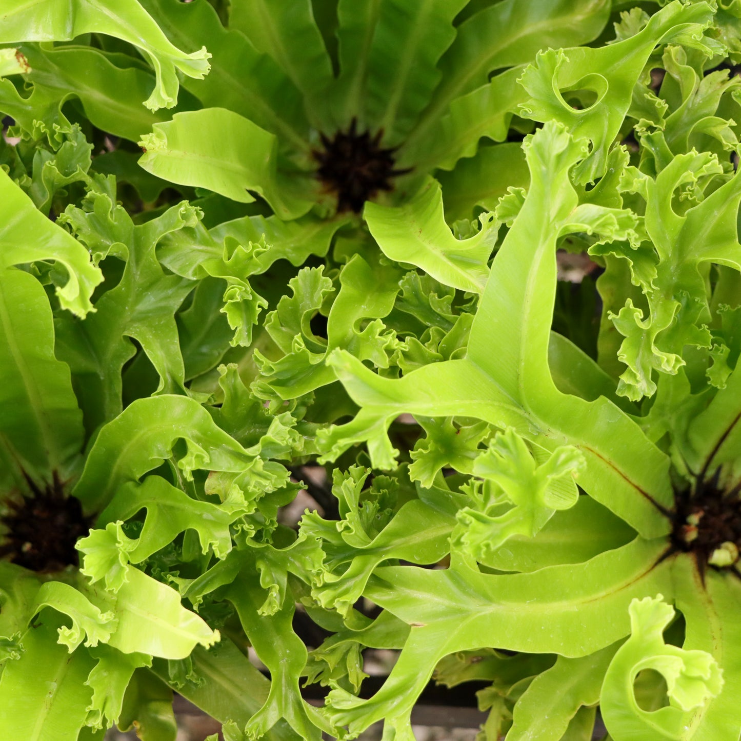 Asplenium antiquum, "Leslie"
