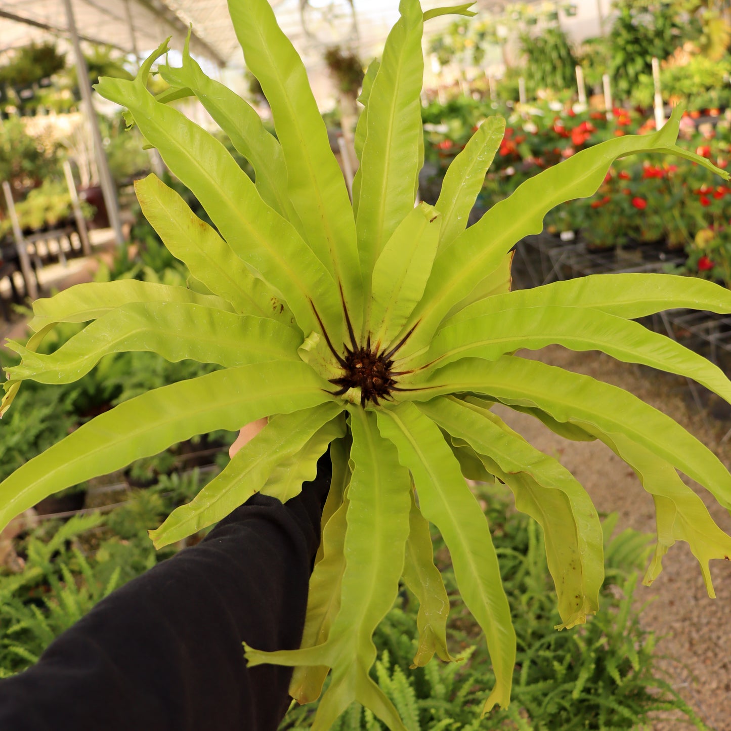 Asplenium nidus, 'Crissie'