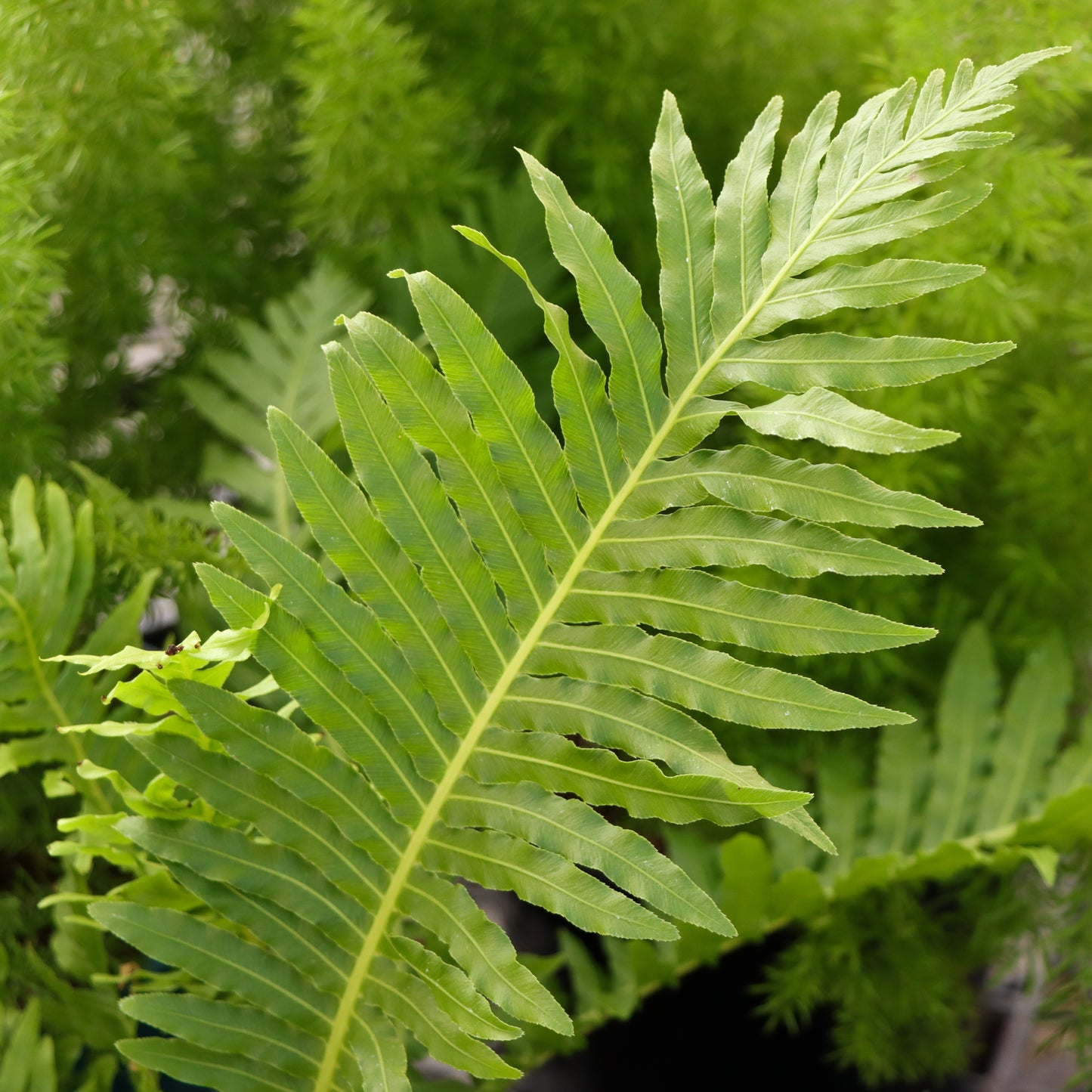 Blechnum gibbum, "Silver Lady Fern"