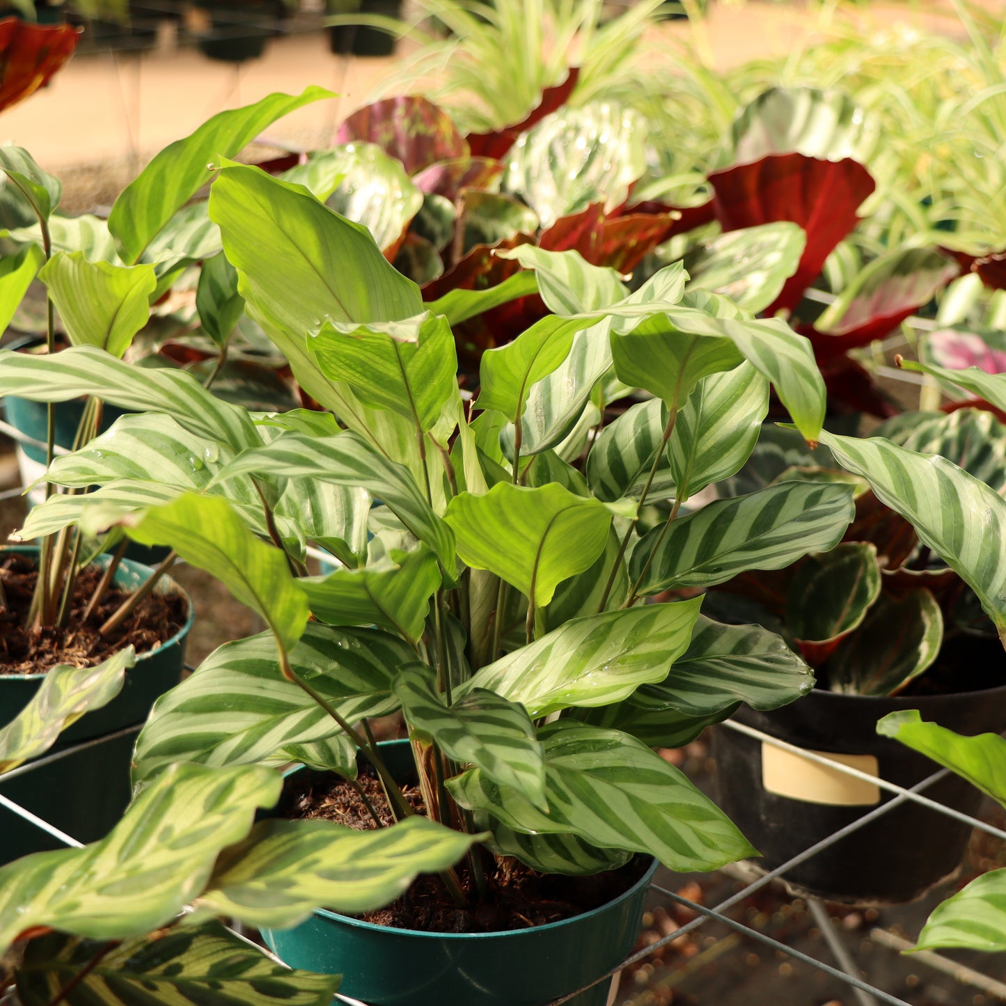 Calathea concinna 'Freddie'