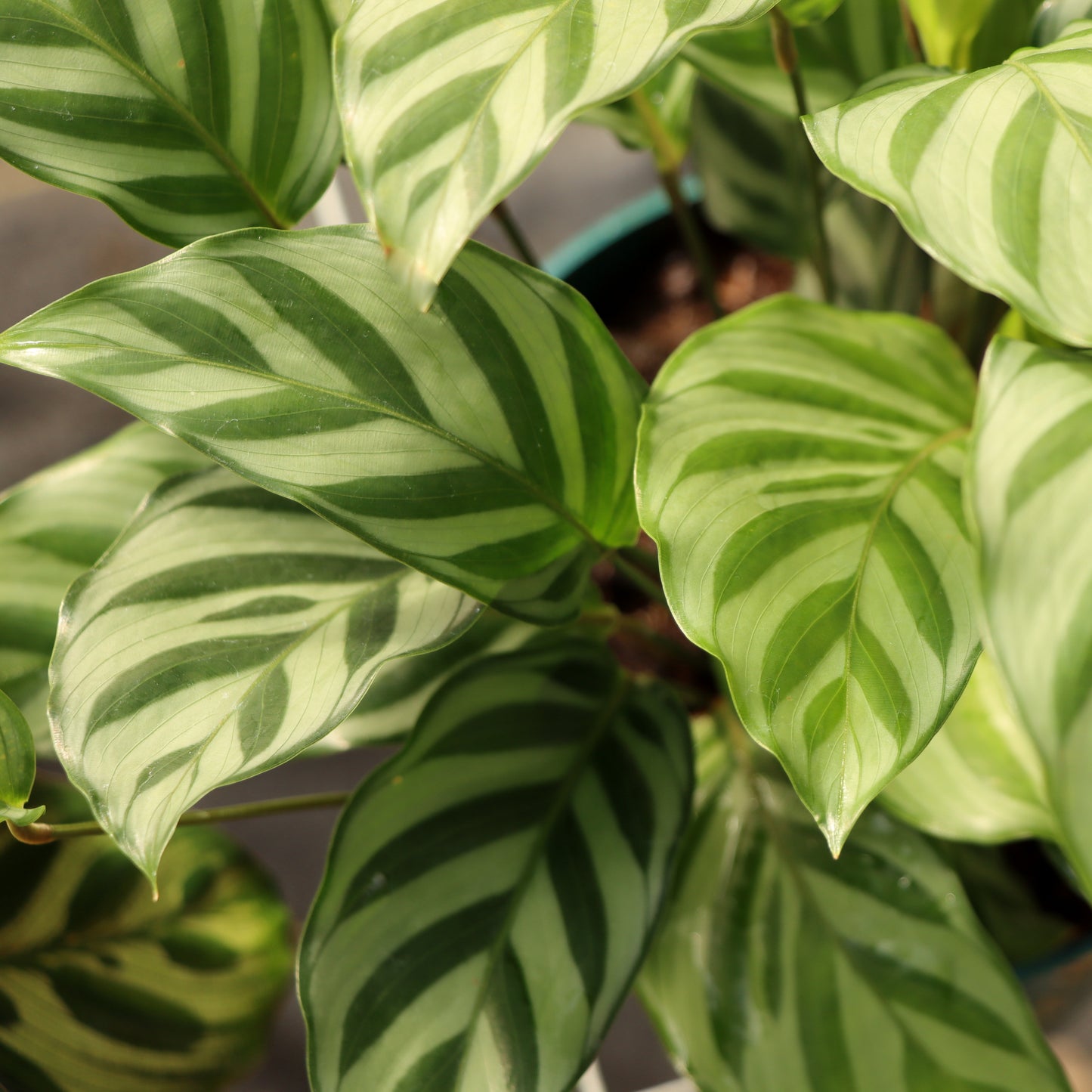 Calathea concinna 'Freddie'