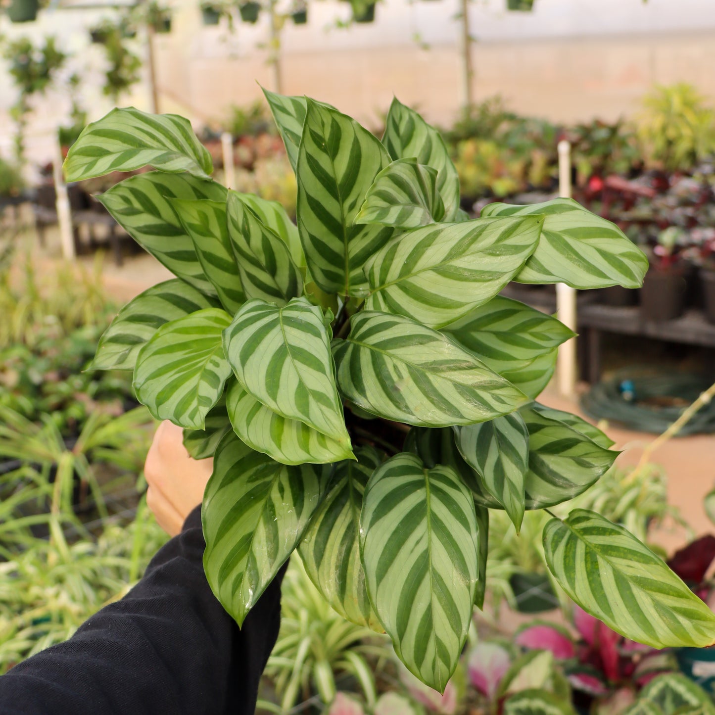 Calathea concinna 'Freddie'