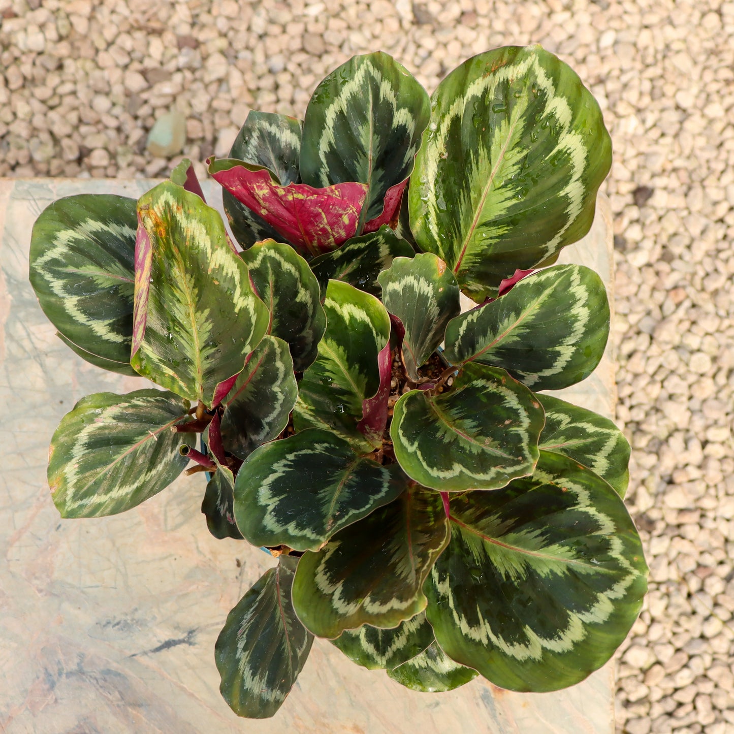 Calathea veitchiana, "Medallion"