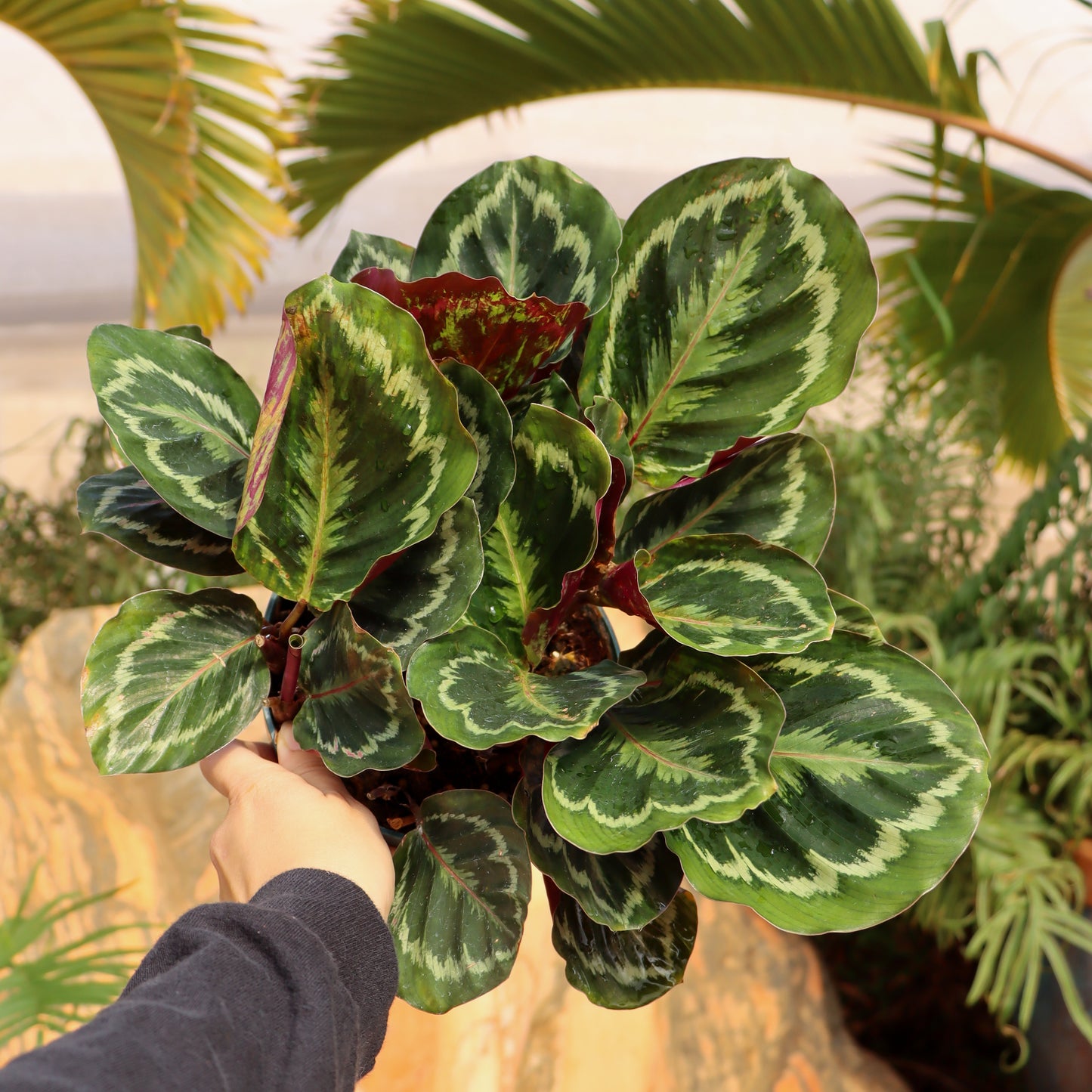 Calathea veitchiana, "Medallion"