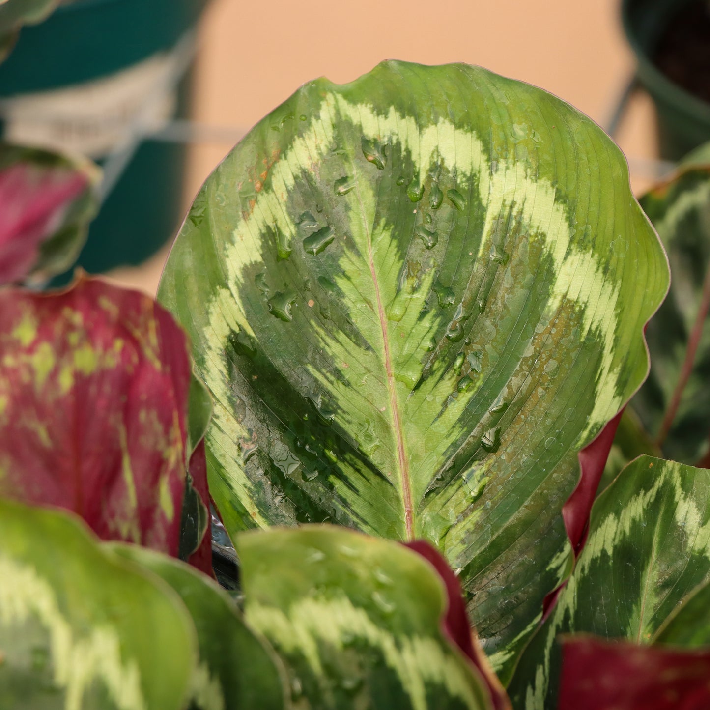 Calathea veitchiana, "Medallion"
