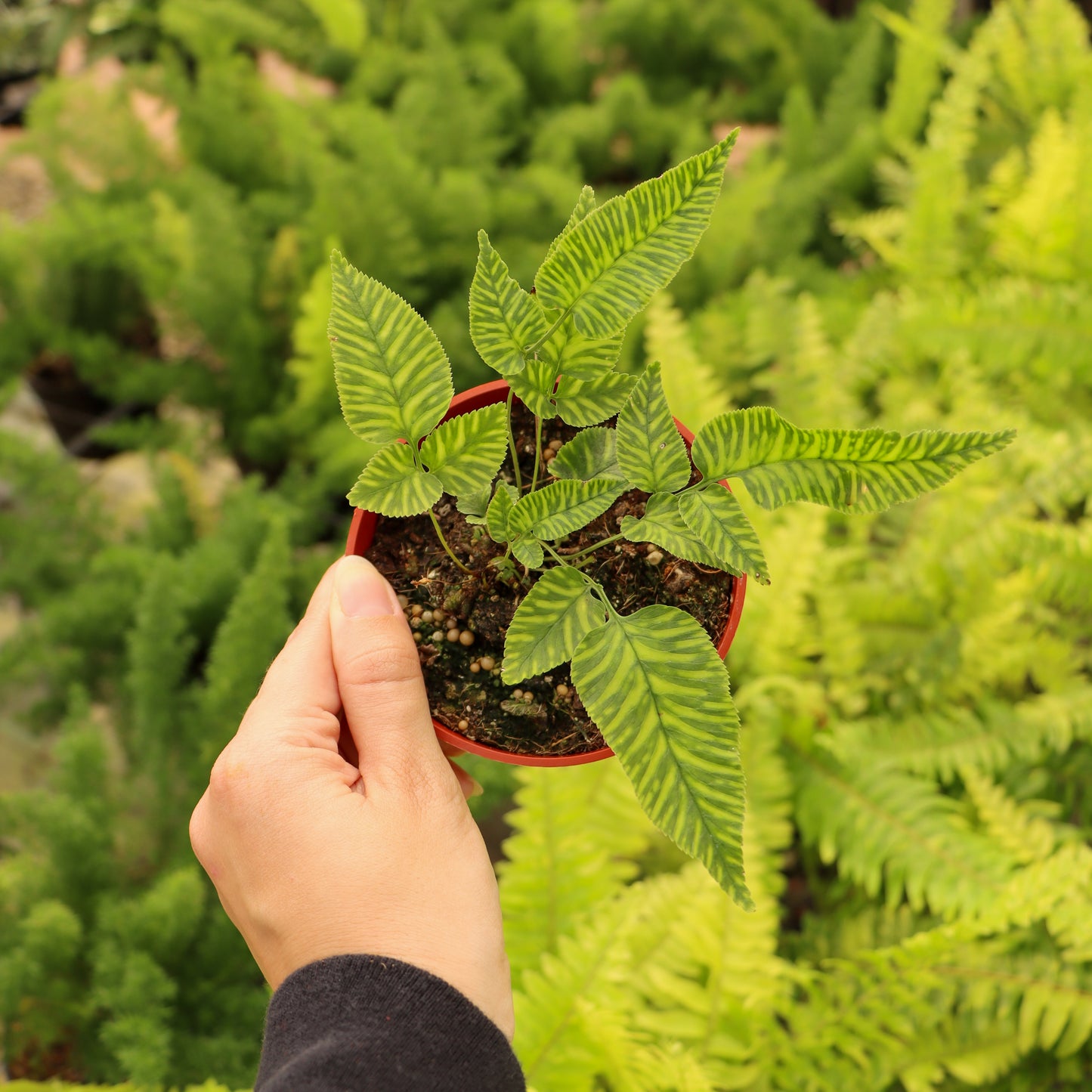 Coniogramme emeiensis, "Golden Zebra Fern"