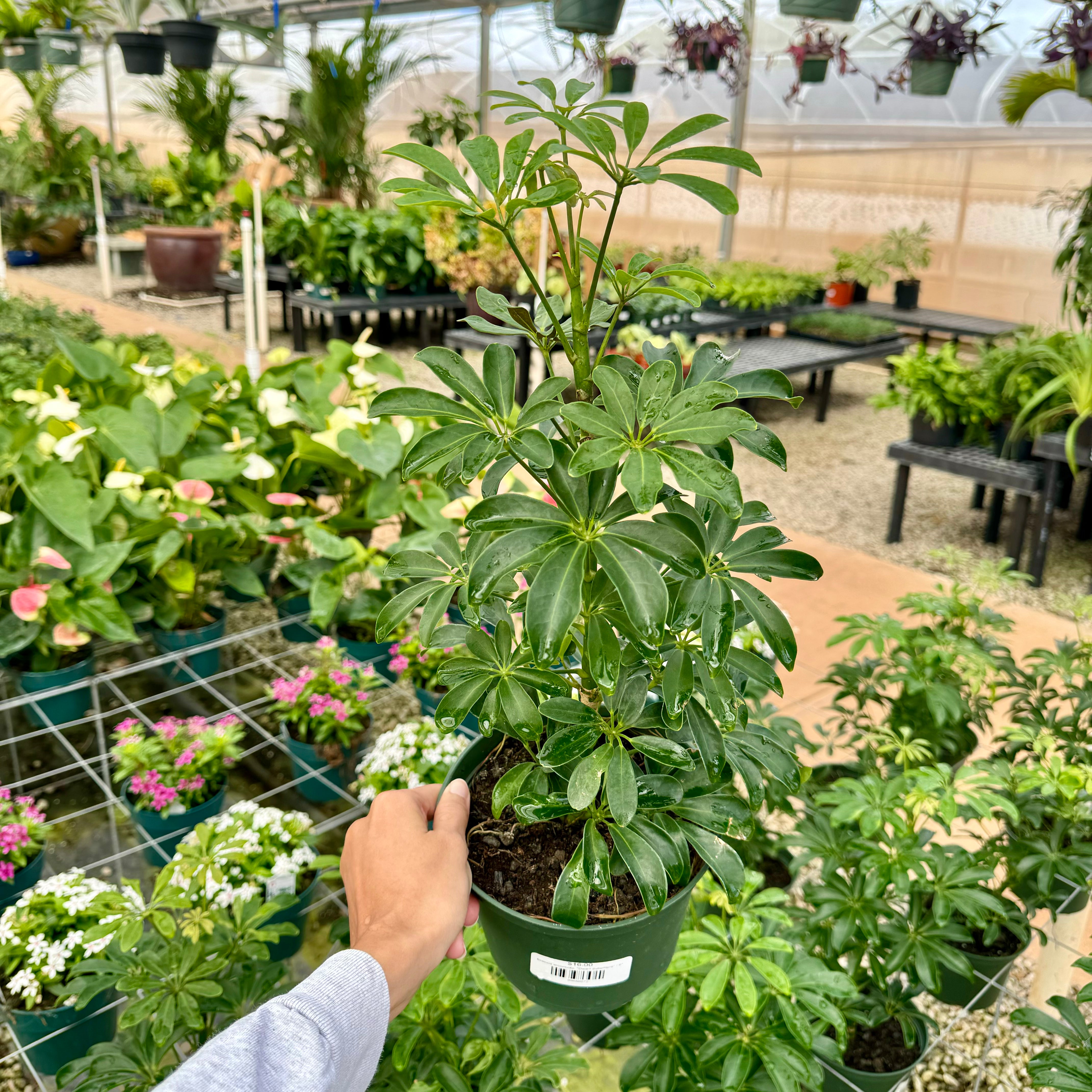 dwarf schefflera arboricola Schefflera Arboricola 6" Pot / Nursery Pot
