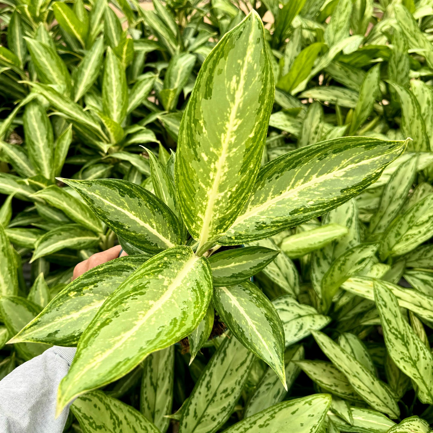 Aglaonema, "White Rain"