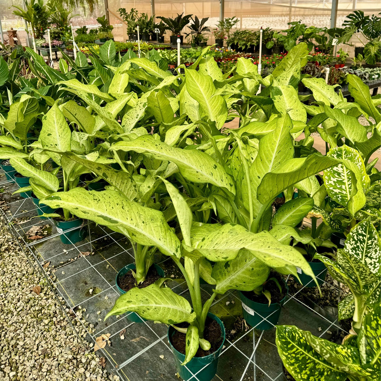 PH Dieffenbachia, Camouflage