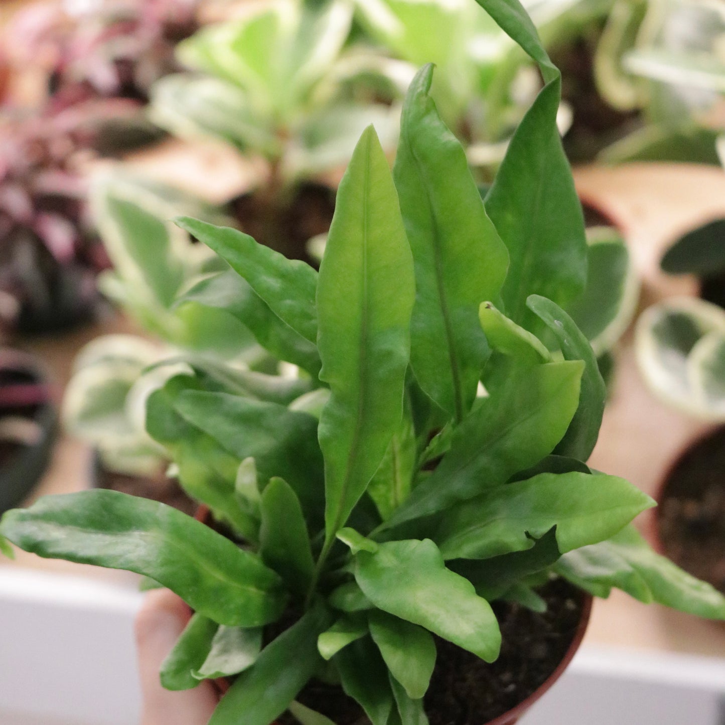 Microsorum scolopendria, "Laua'e" (Fern)