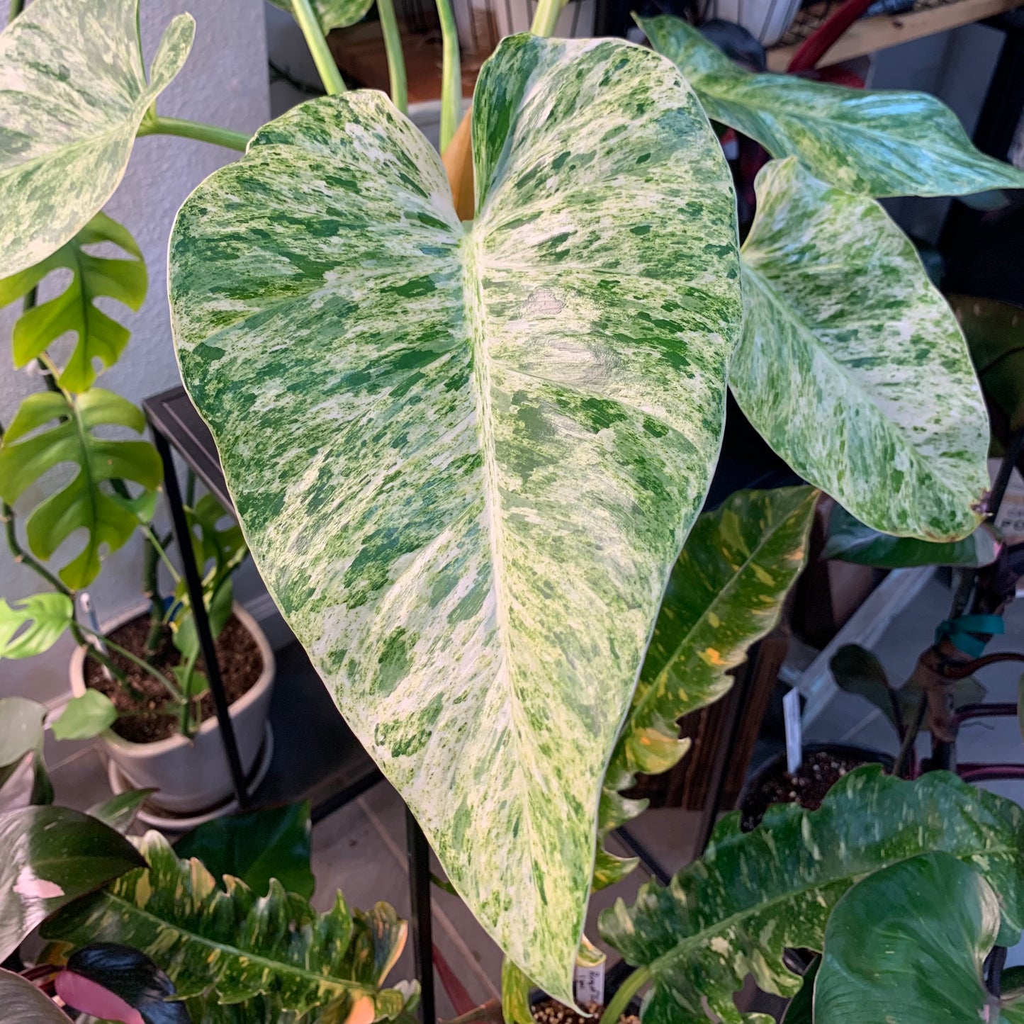 Philodendron giganteum Schott 'Variegata'