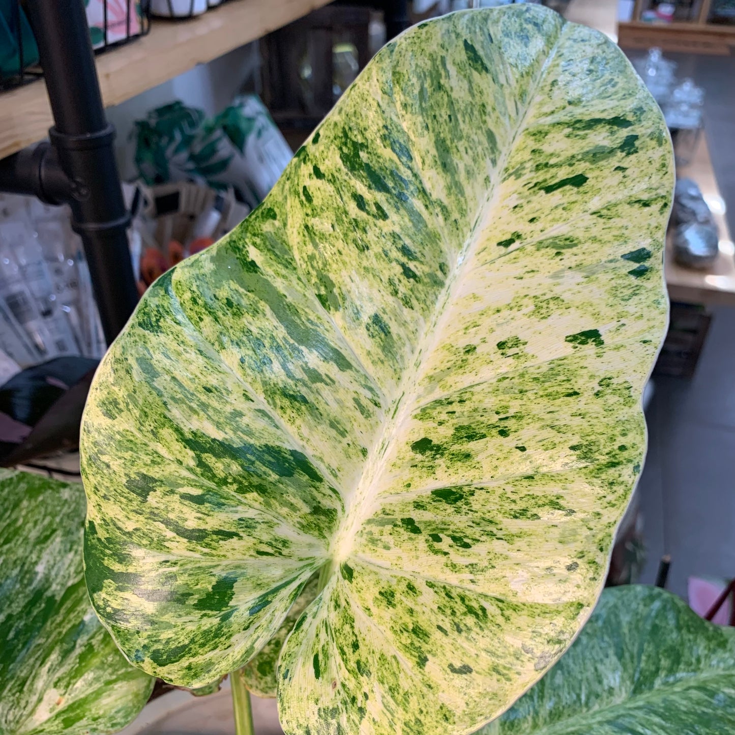 Philodendron giganteum Schott 'Variegata'
