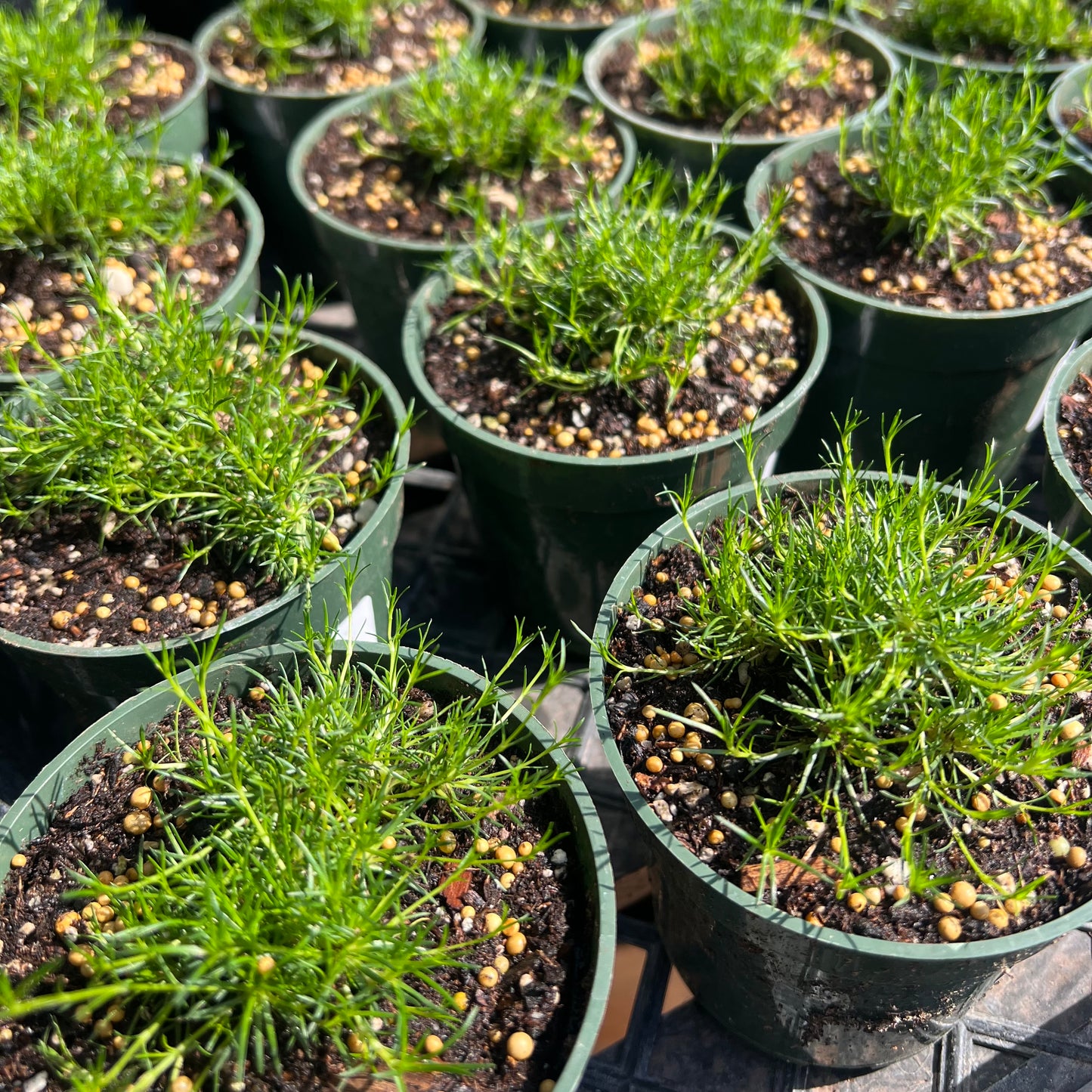 Irish Moss