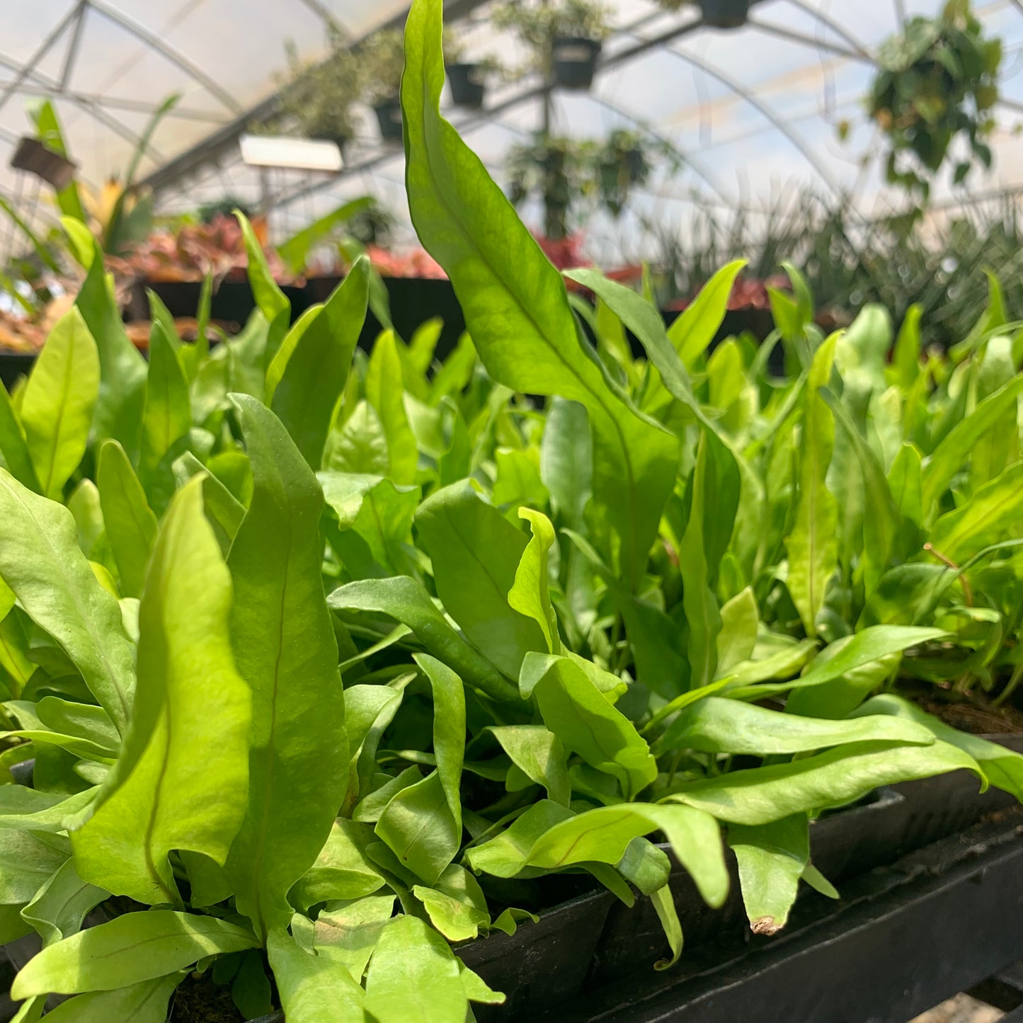 Microsorum scolopendria, "Laua'e" (Fern)