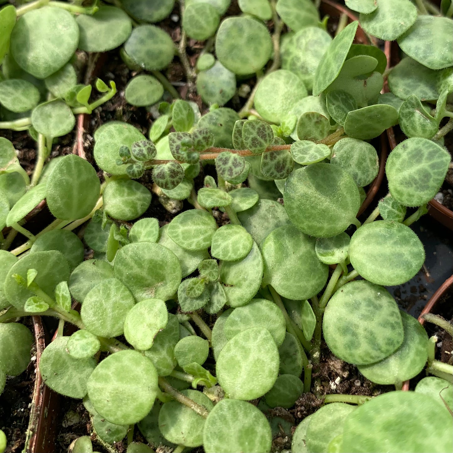 Peperomia prostrata, "String of Turtles"