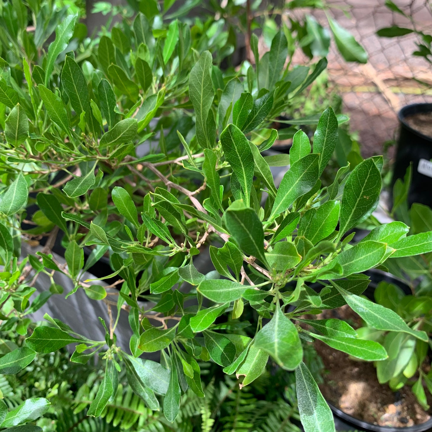 Dodonaea viscosa, "A'ali'i"