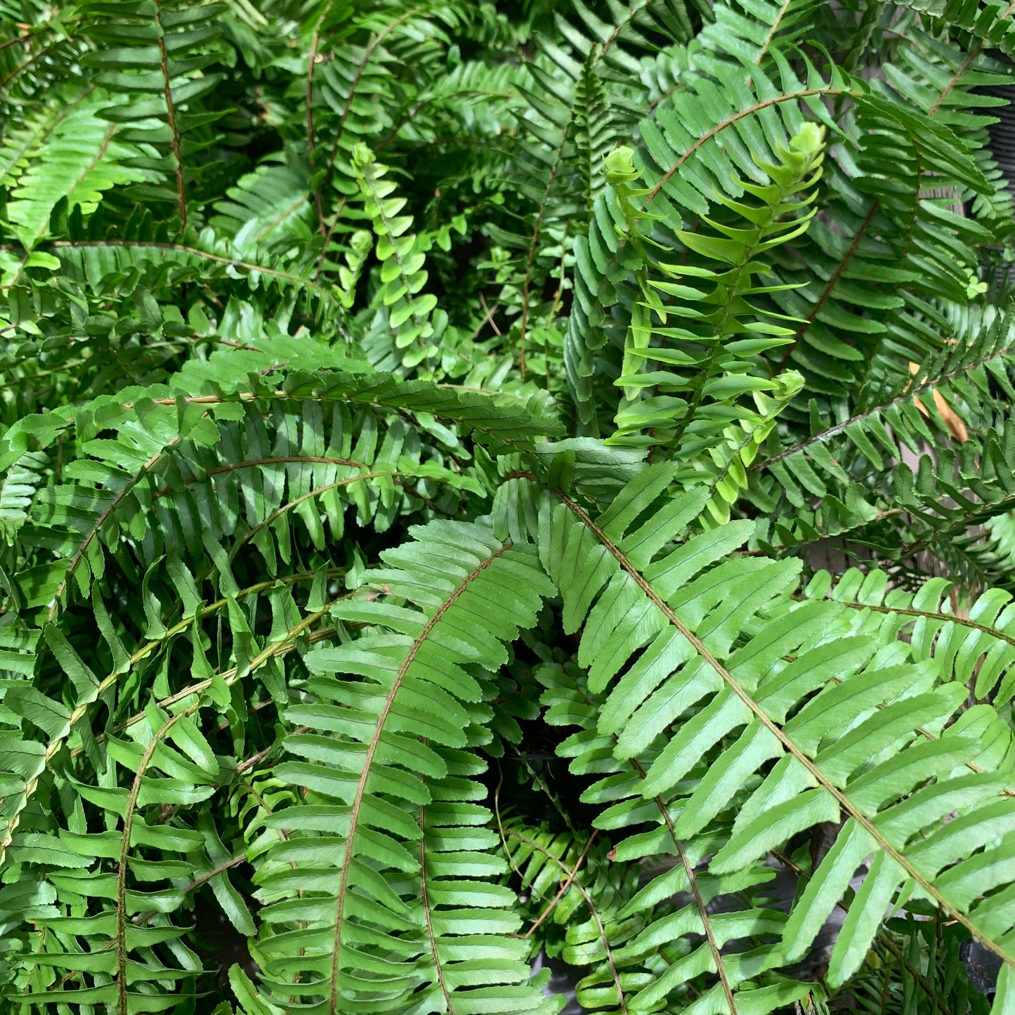 Nephrolepsis cordifolia, "Kupukupu Fern"