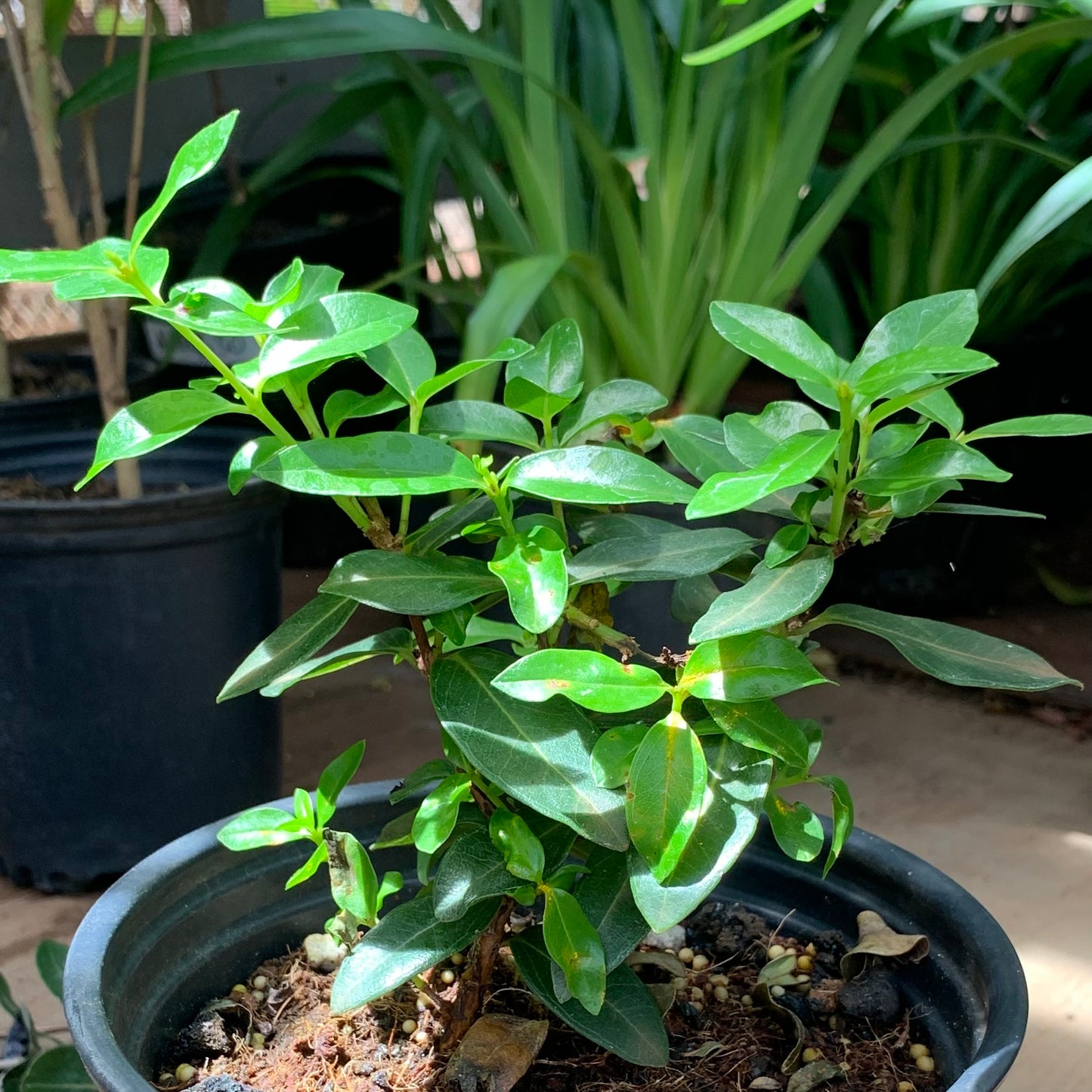 Ohia, Metrosideros polymorpha