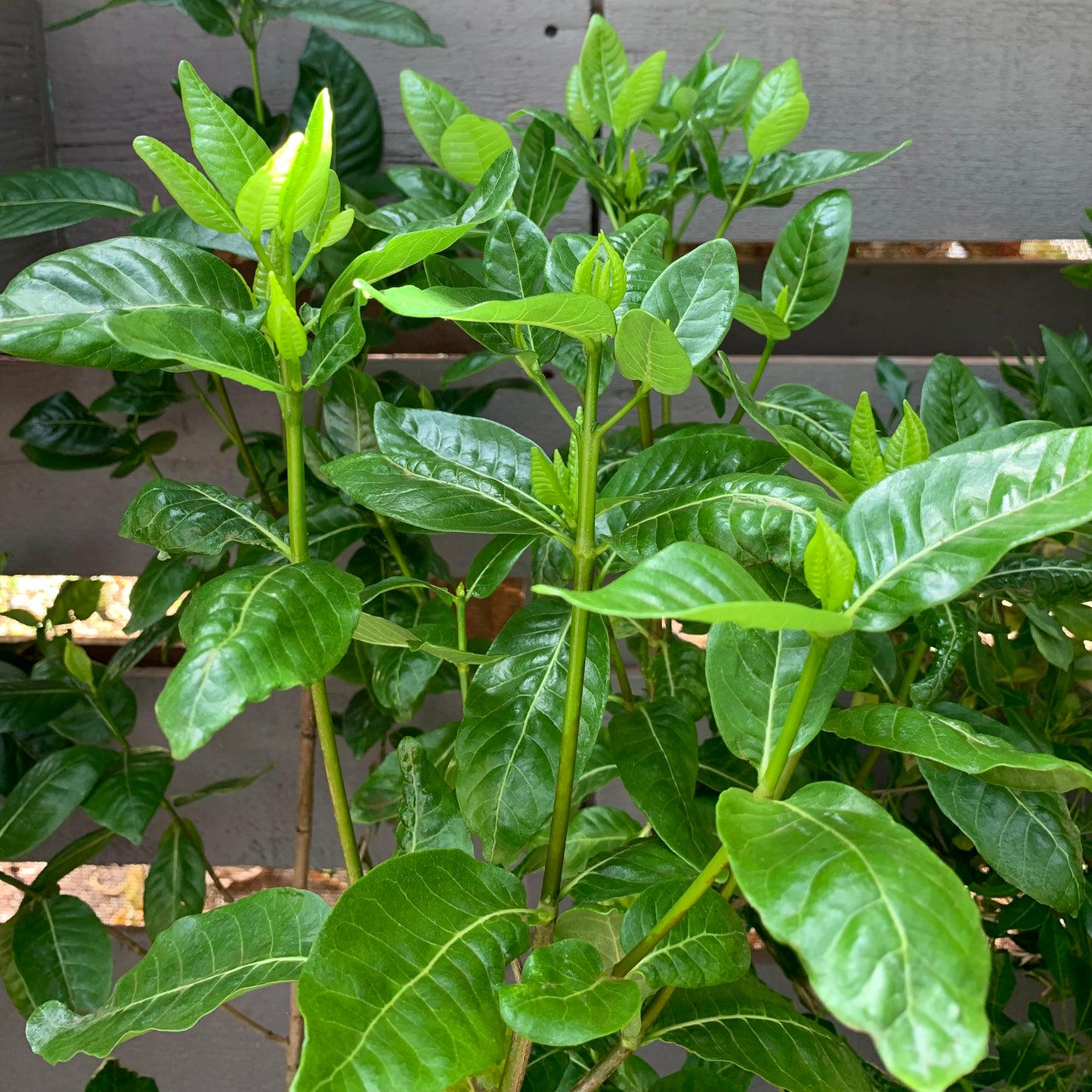 Gardenia, "Nanu"