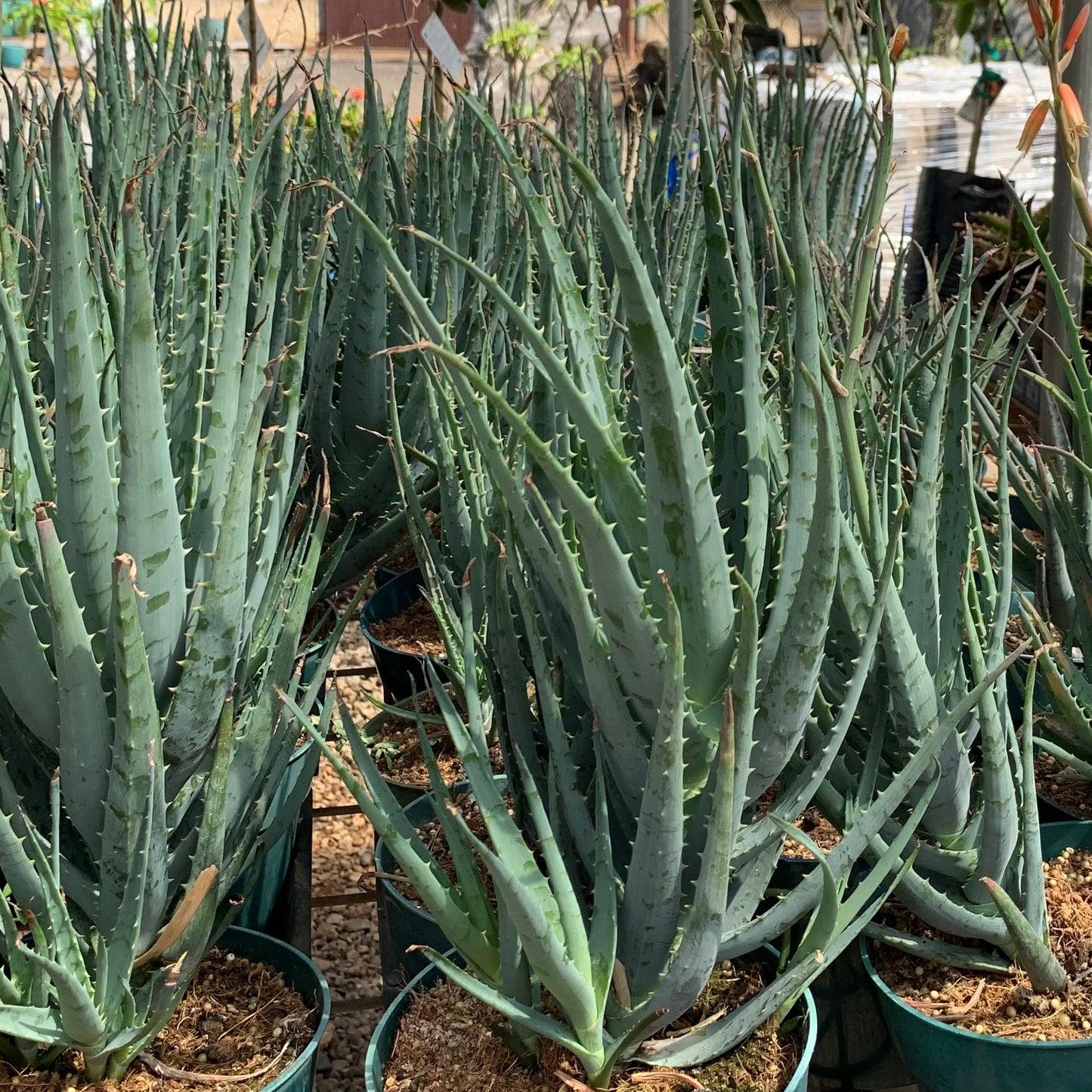 Aloe
