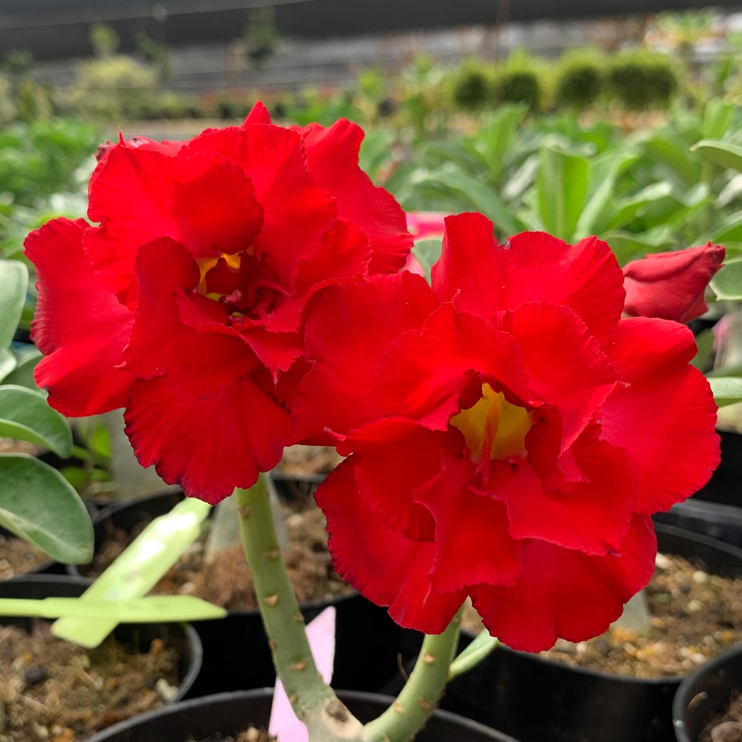 Adenium obesum, "Desert Rose"