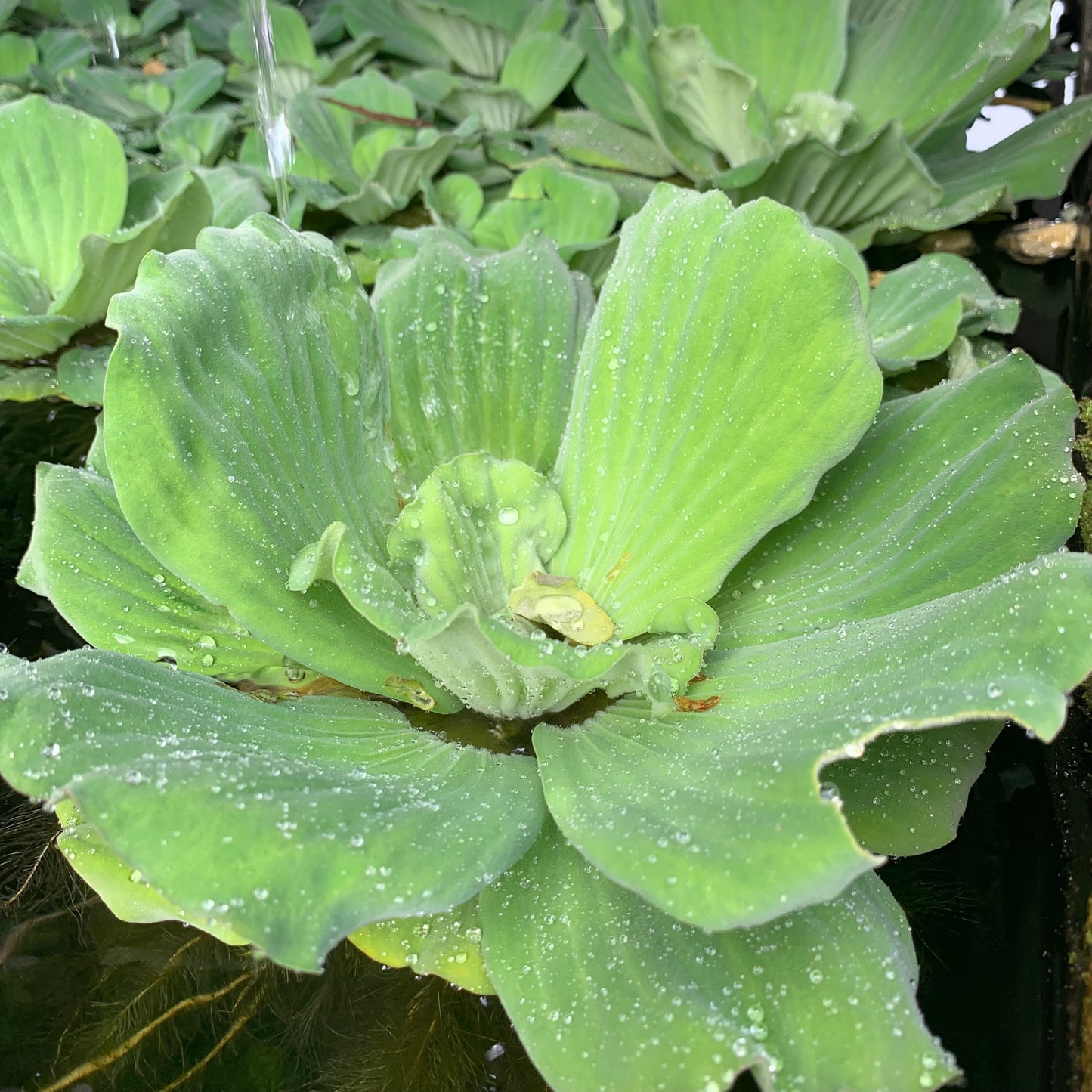 Water Lettuce