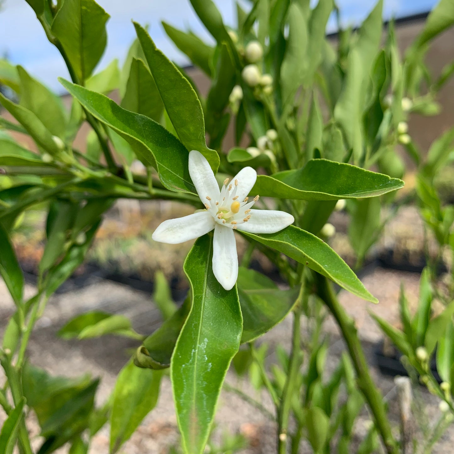 Clementine Tangerine