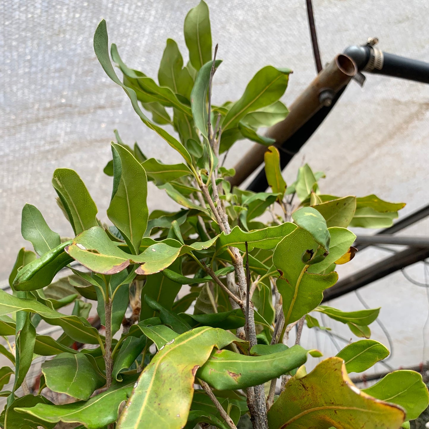Macadamia Nut