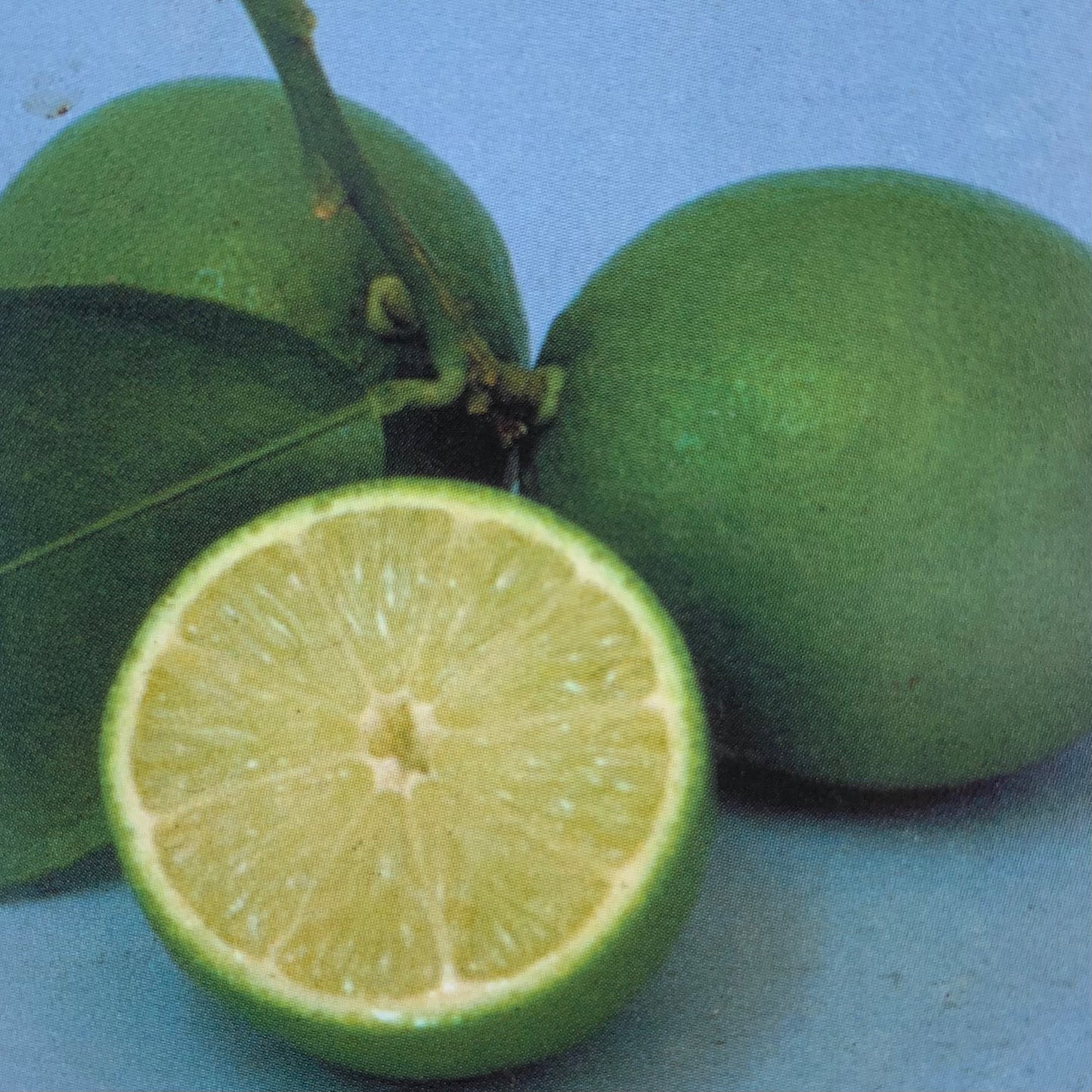 Tahitian Lime