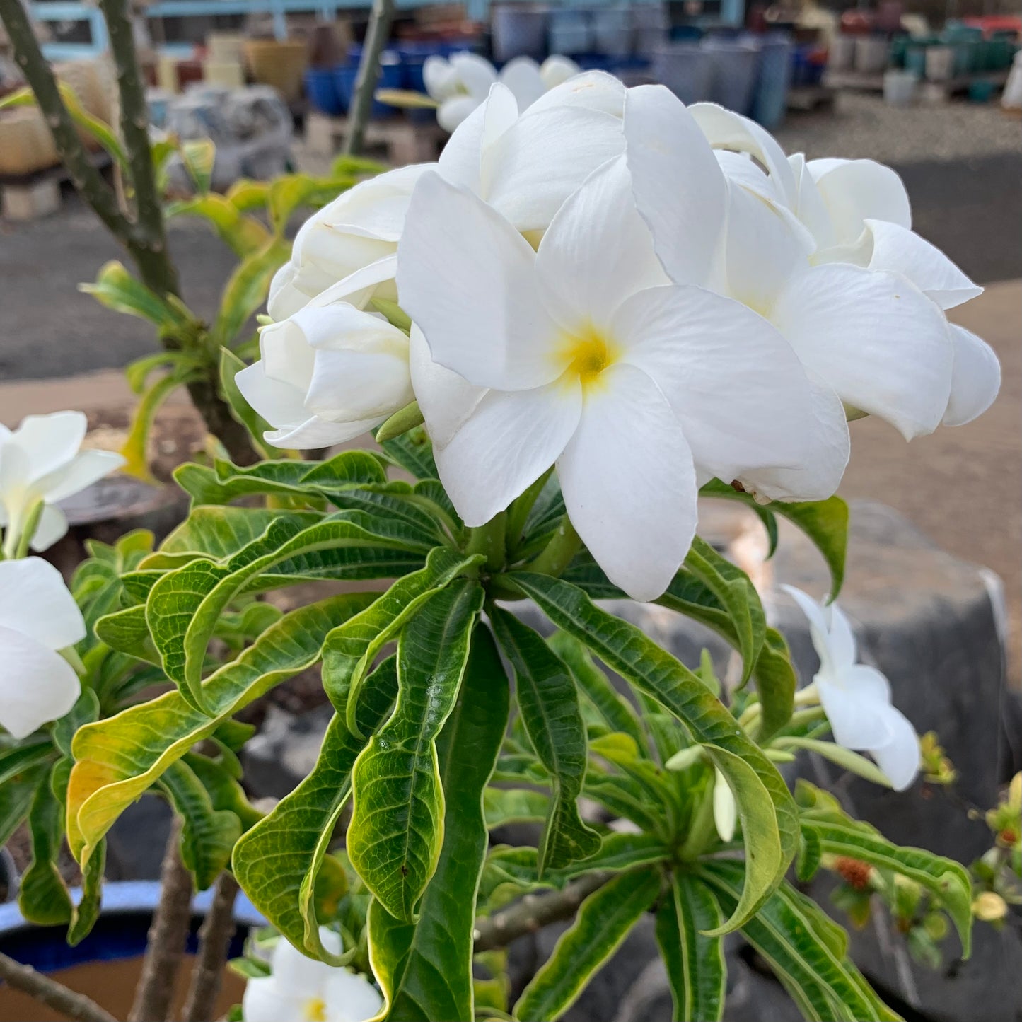 Plumeria pudica