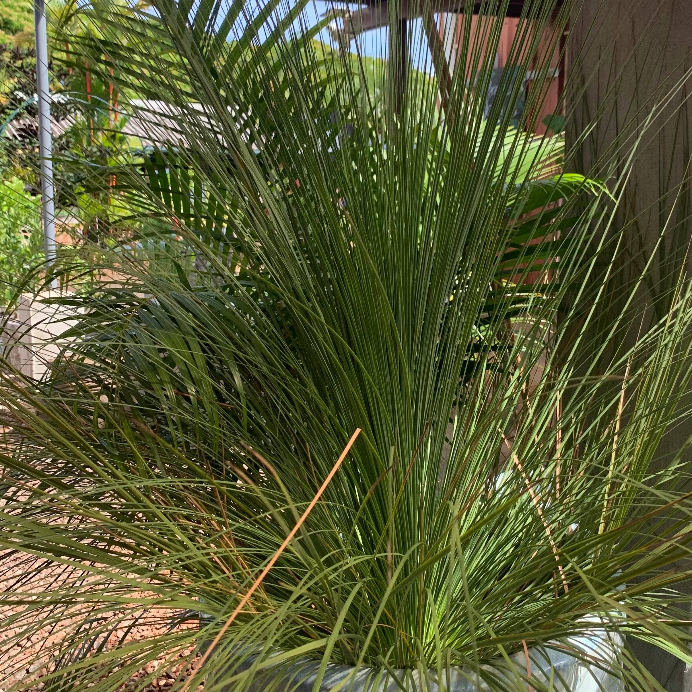 grass palm plant Xanthorrhoea glauca, "Australian Grass Palm"