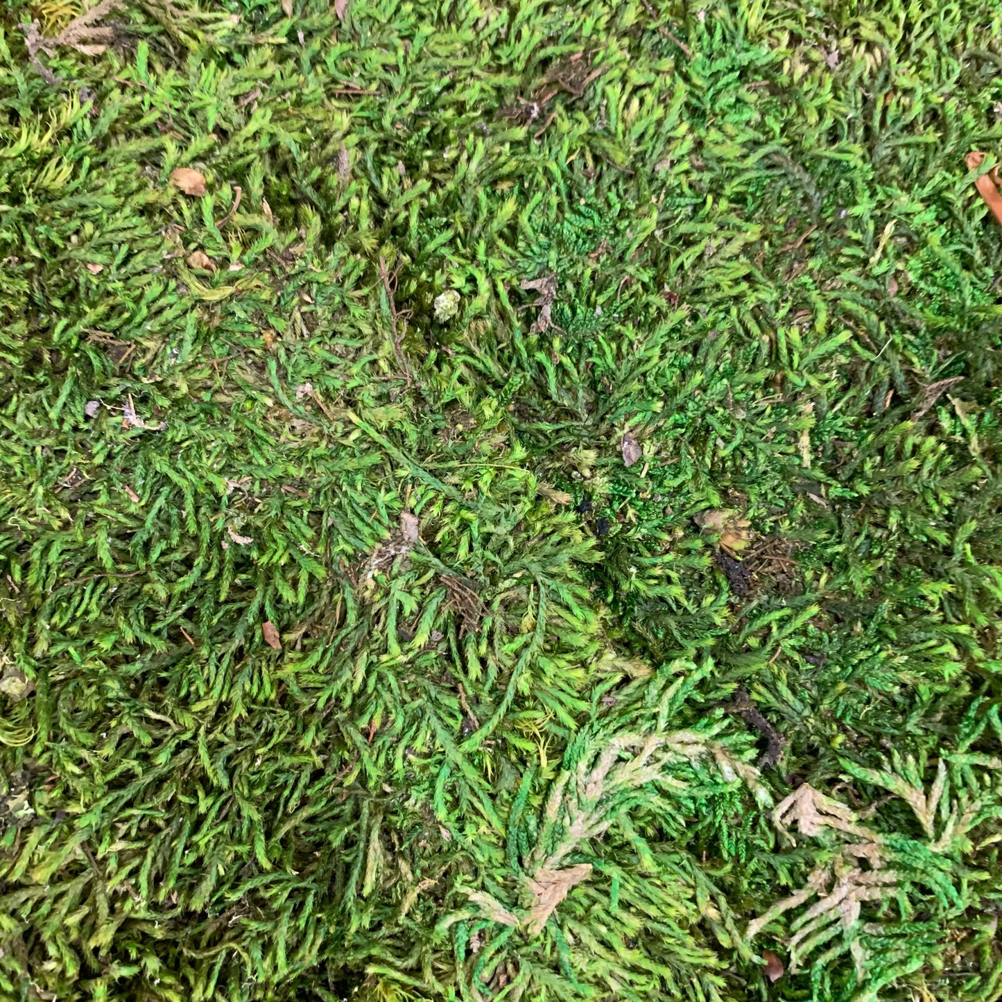 Moss, Bagged