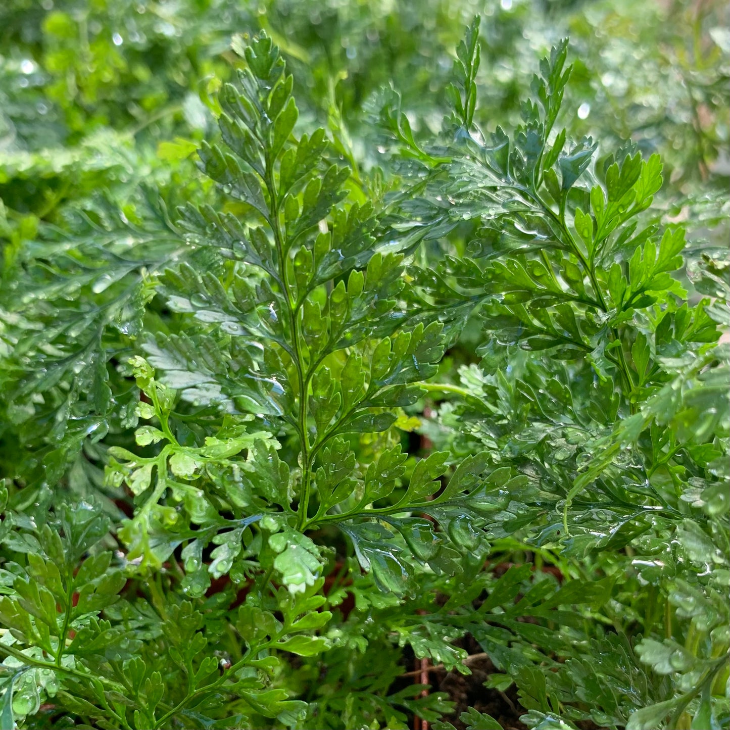 Davallia solida, "Rabbit's Foot Fern"