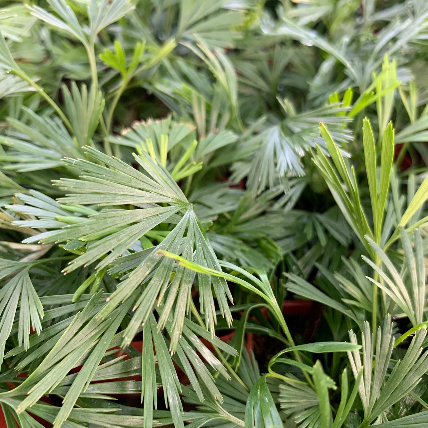 Actiniopteris australis, "Eyelash Fern"