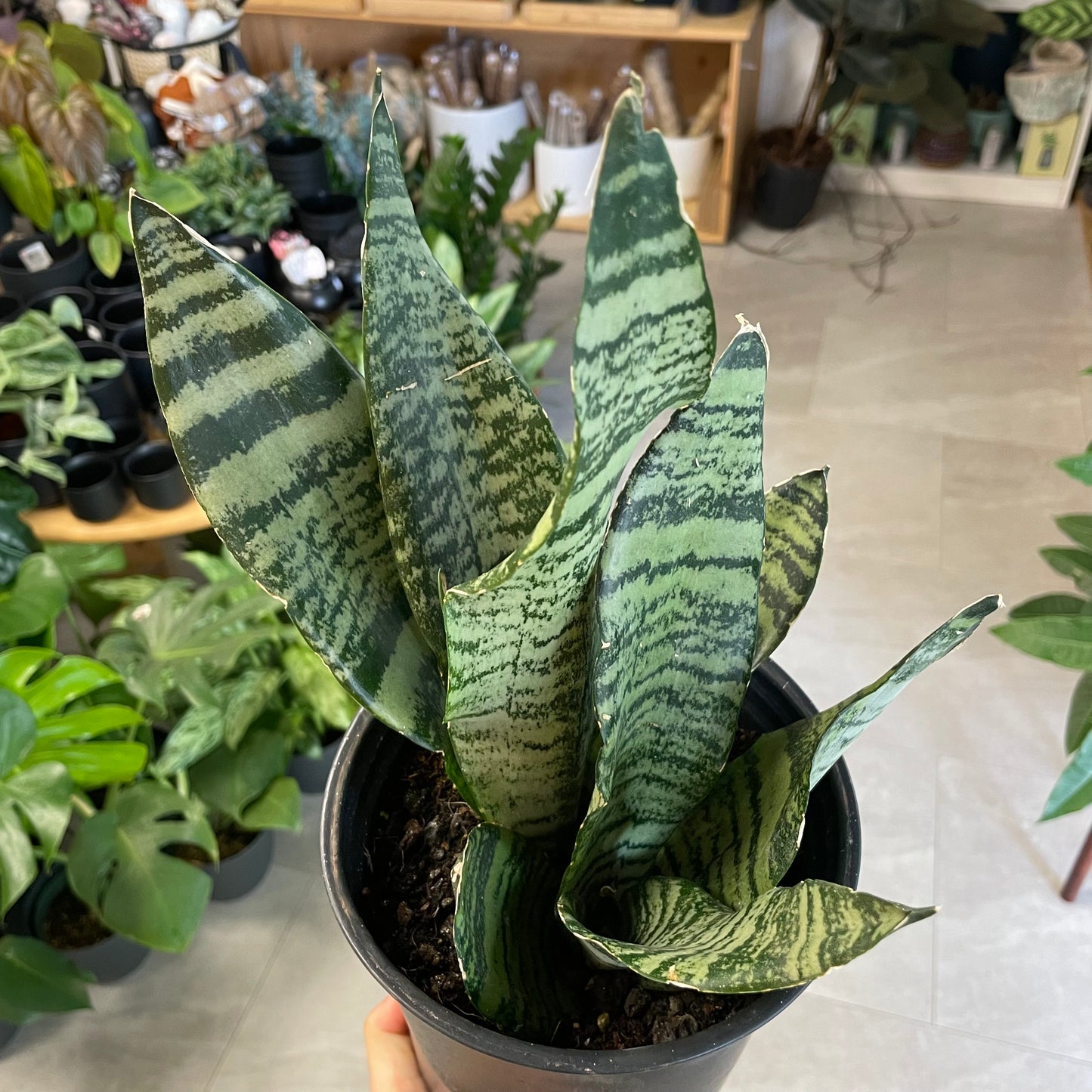 Sansevieria zeylanica, "Snake Plant"