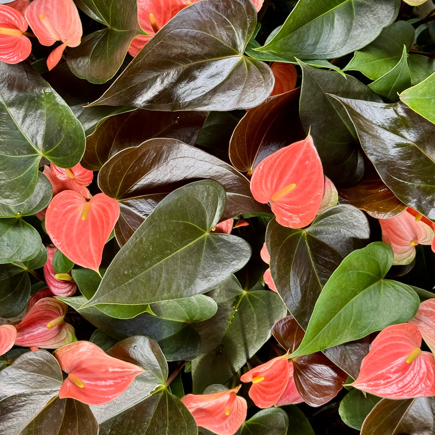 Anthurium, "Rainbow Champion"