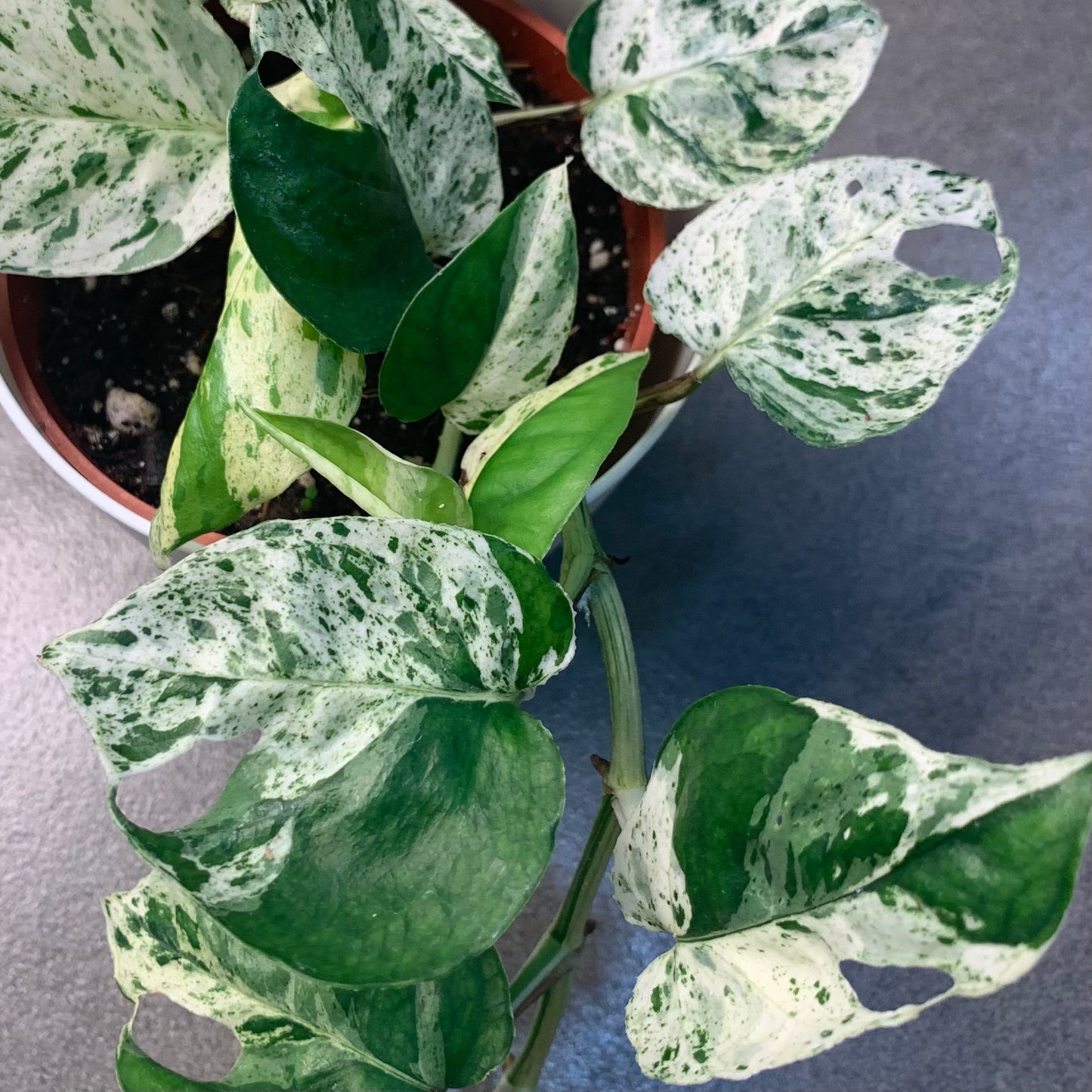Epipremnum pinnatum Marble
