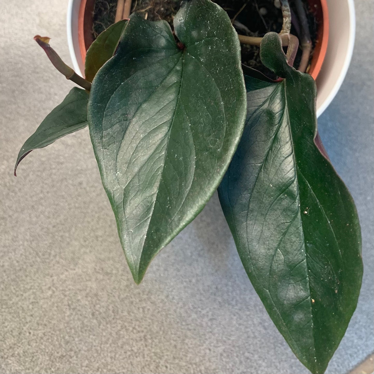 Syngonium erythrophyllum "Llano-Carti Road"