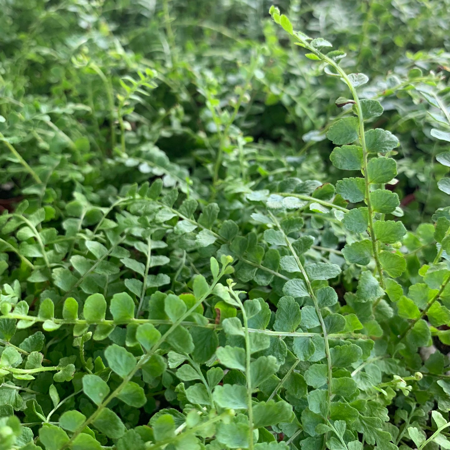 Nephrolepis cordifolia "Lemon Button Fern"