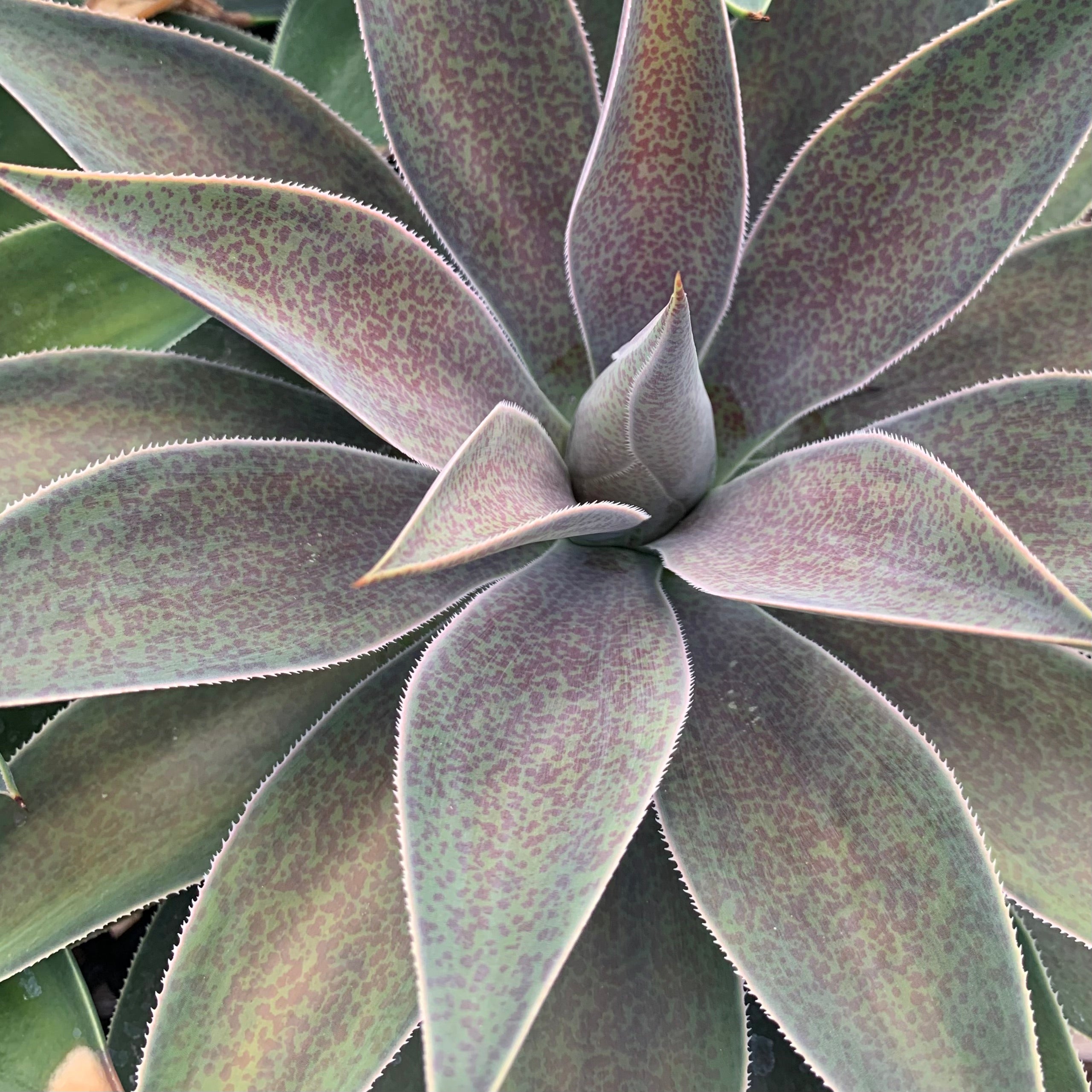 lavender lady succulent Mangave, "Lavender Lady"