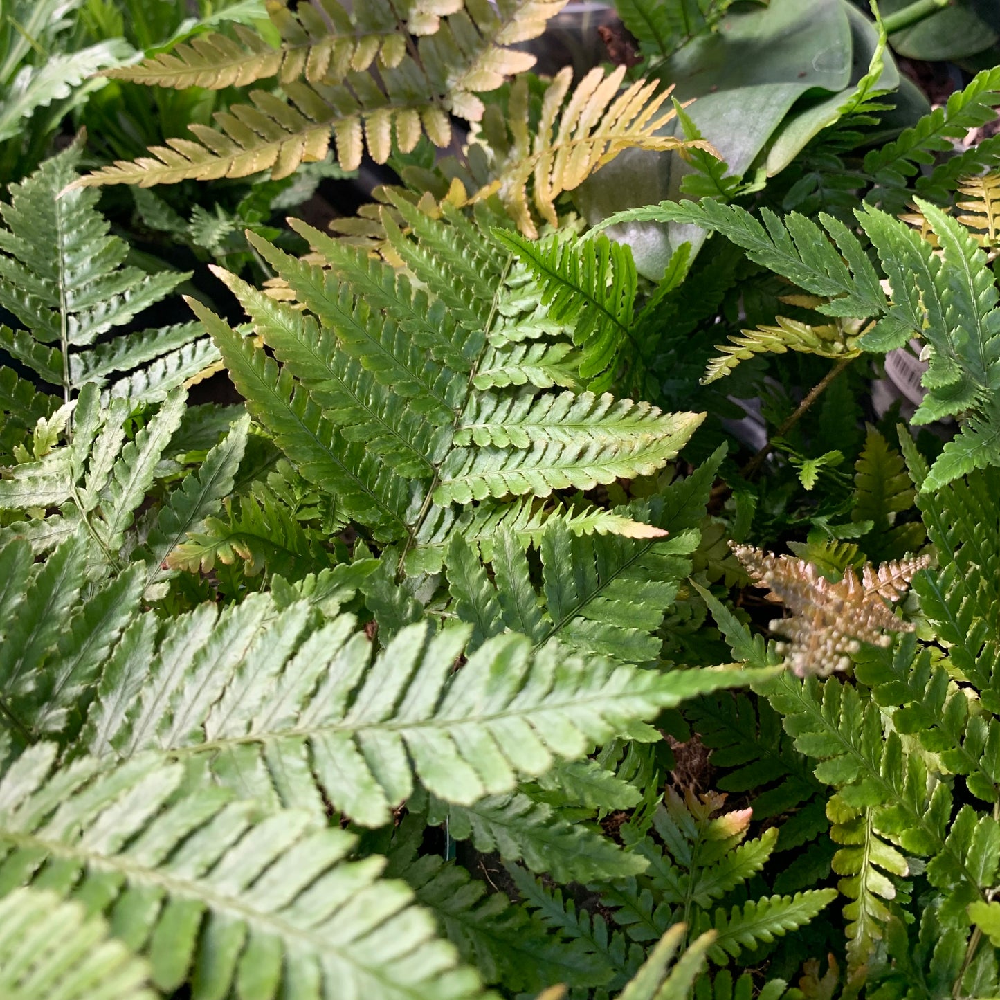 Dryopteris erythrosora, "Autumn Fern"