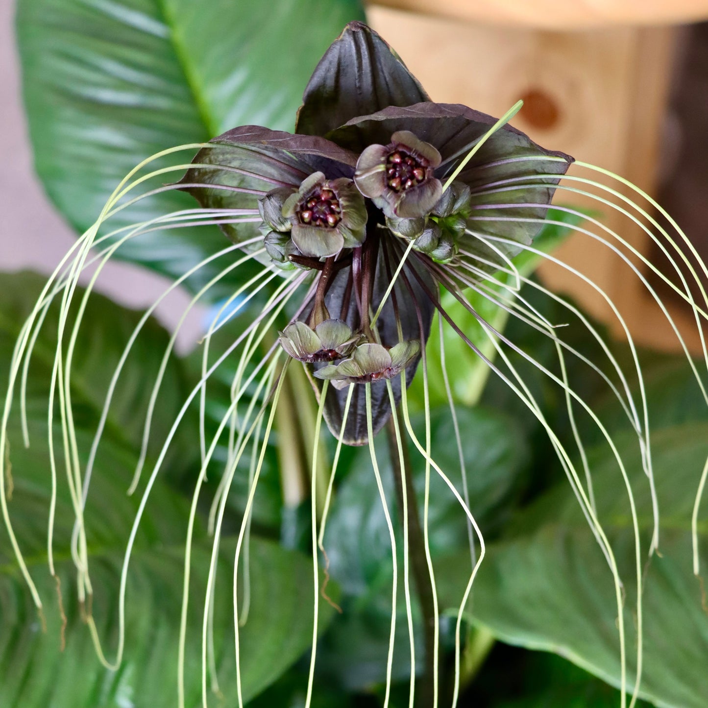 Tacca, "Black Bat"