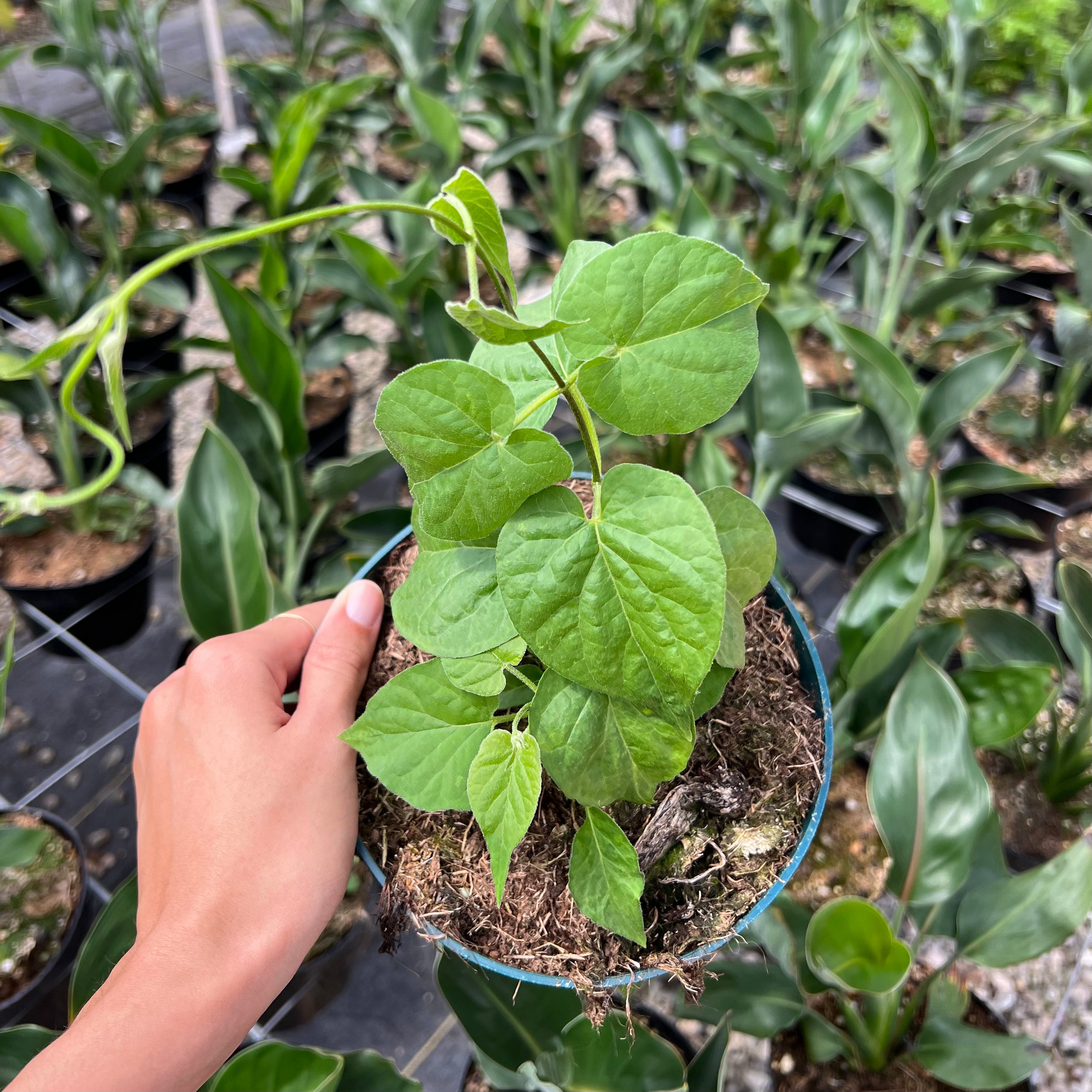 Pakalana Mari's Gardens