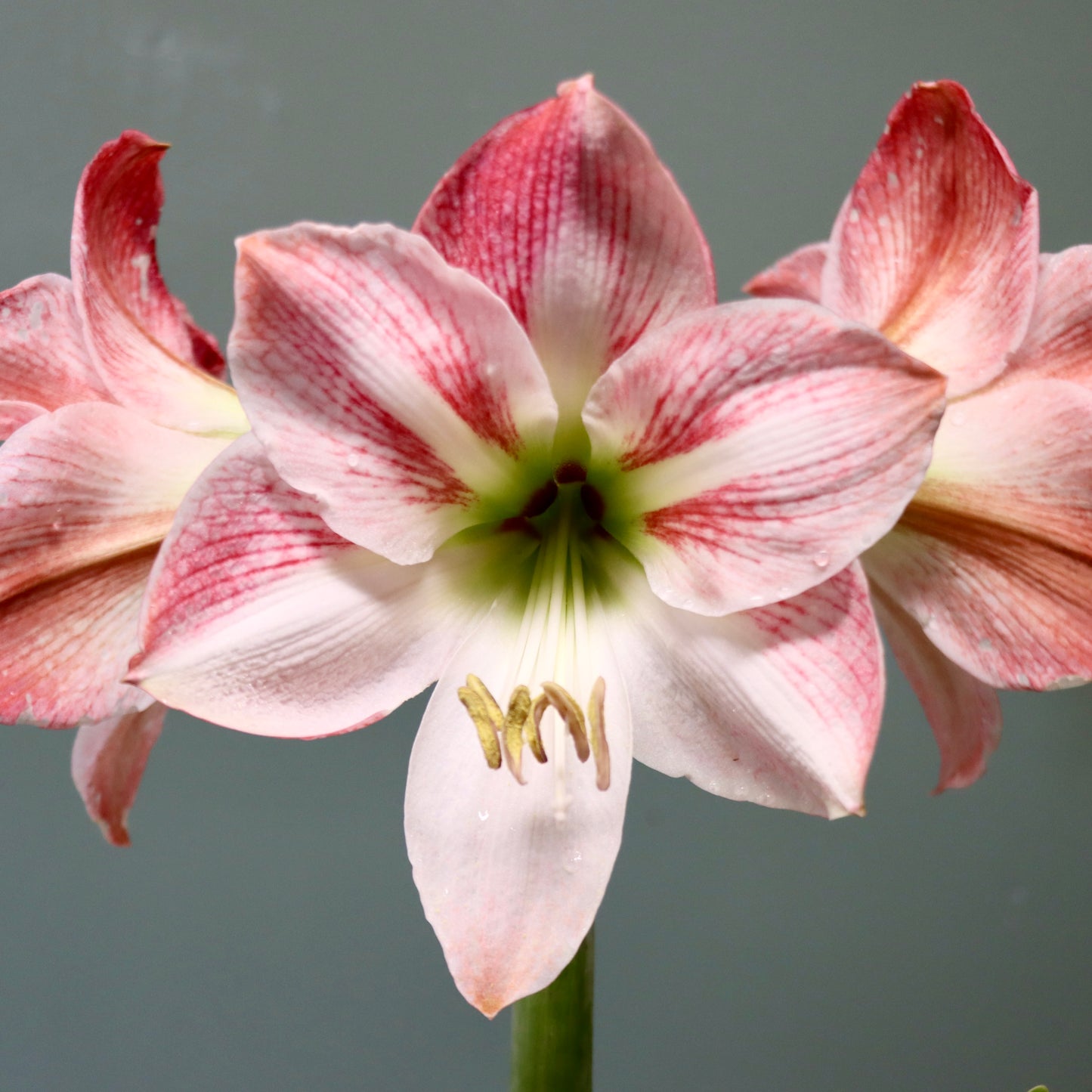 Amaryllis 'Mrs. Garfield'
