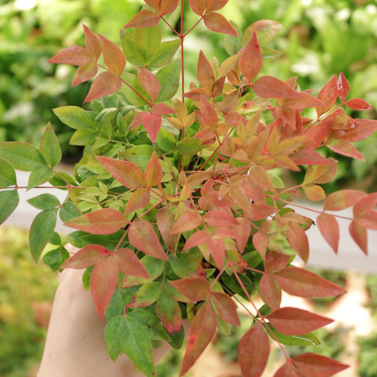 Nandina 'Gulf Stream'