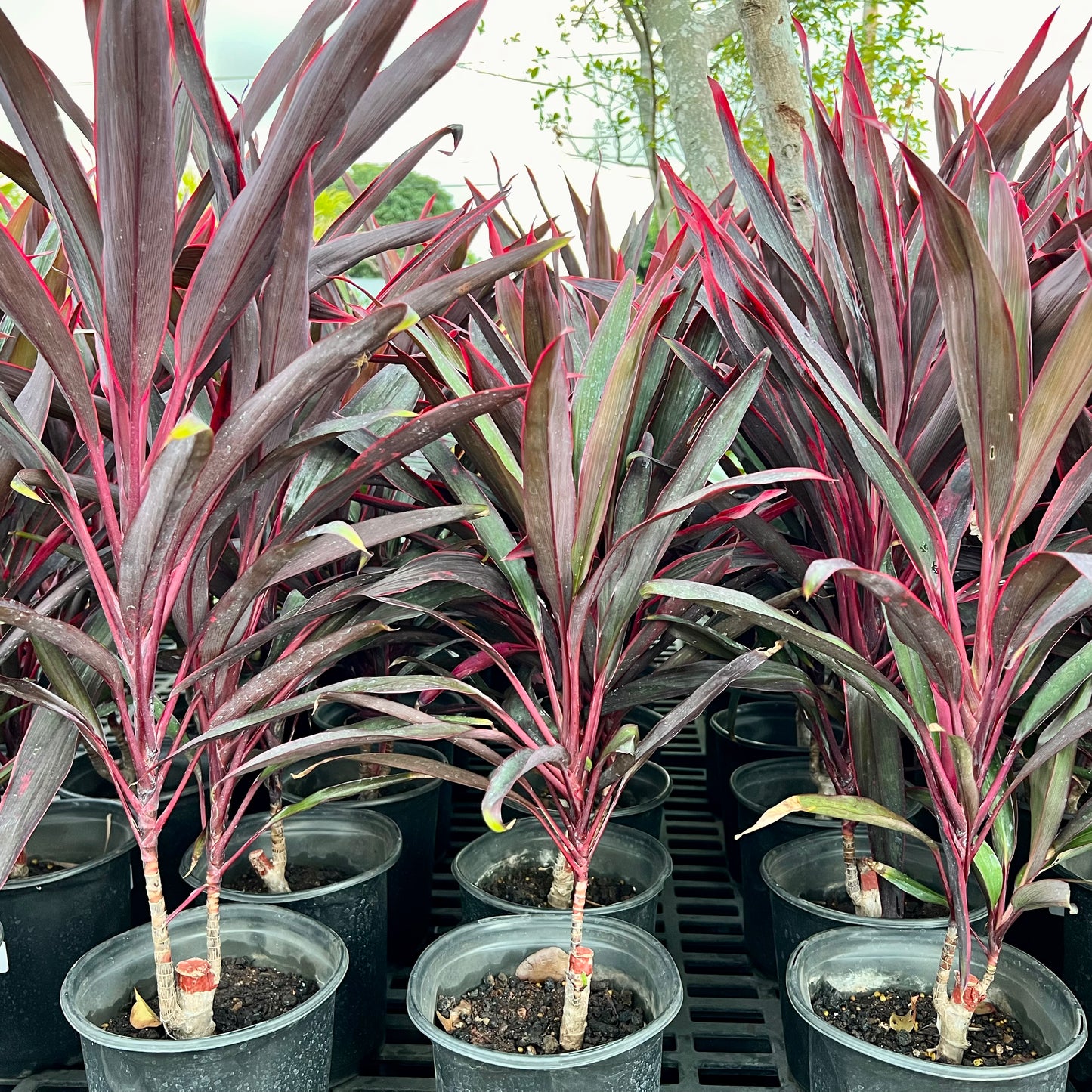 Ti Leaf, Red Sensation