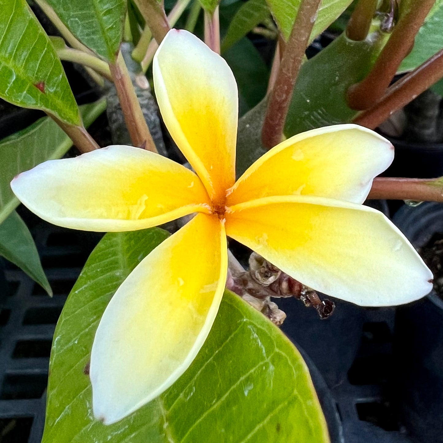 Plumeria rubra 'Yellow'