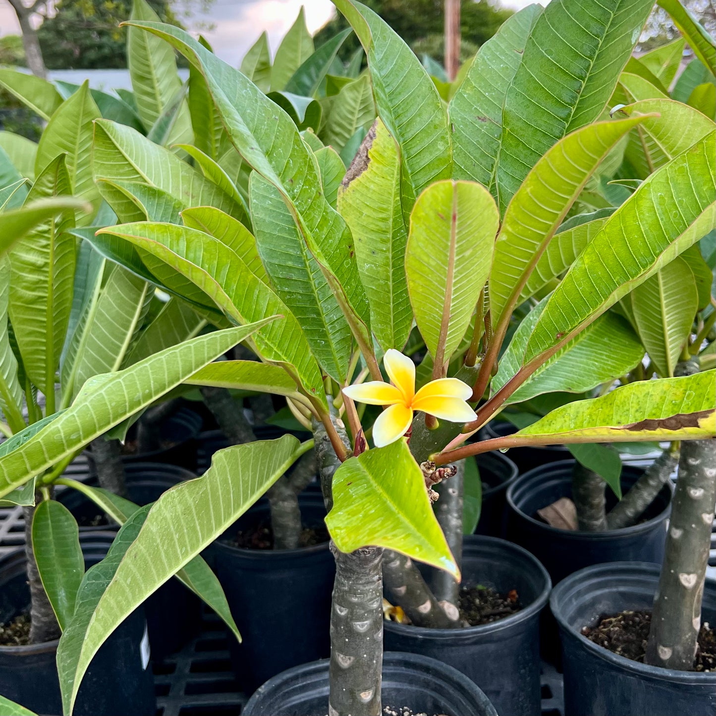 Plumeria rubra 'Yellow'