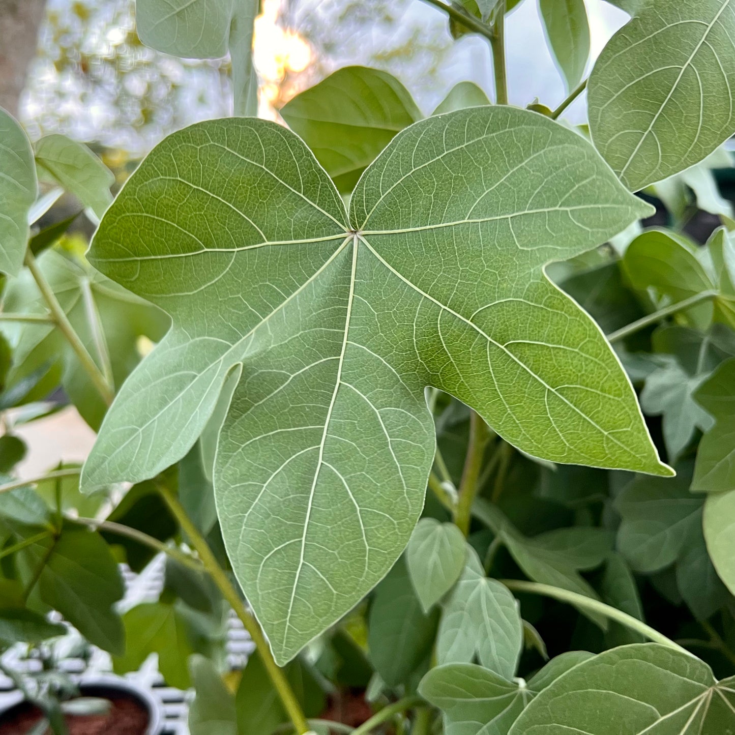Mao, Gossypium tomentosa
