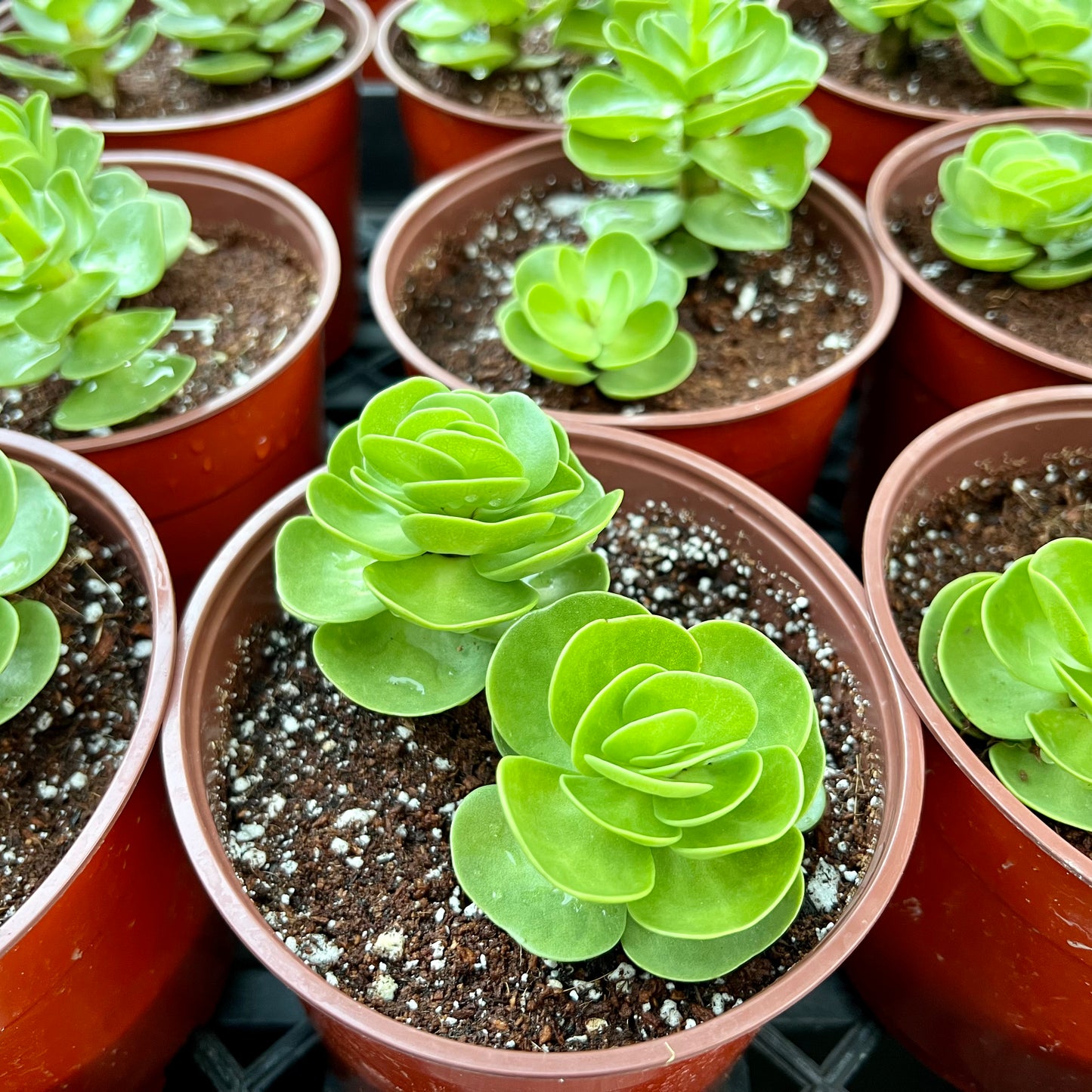 Portulaca molokiniensis, "Ihi"